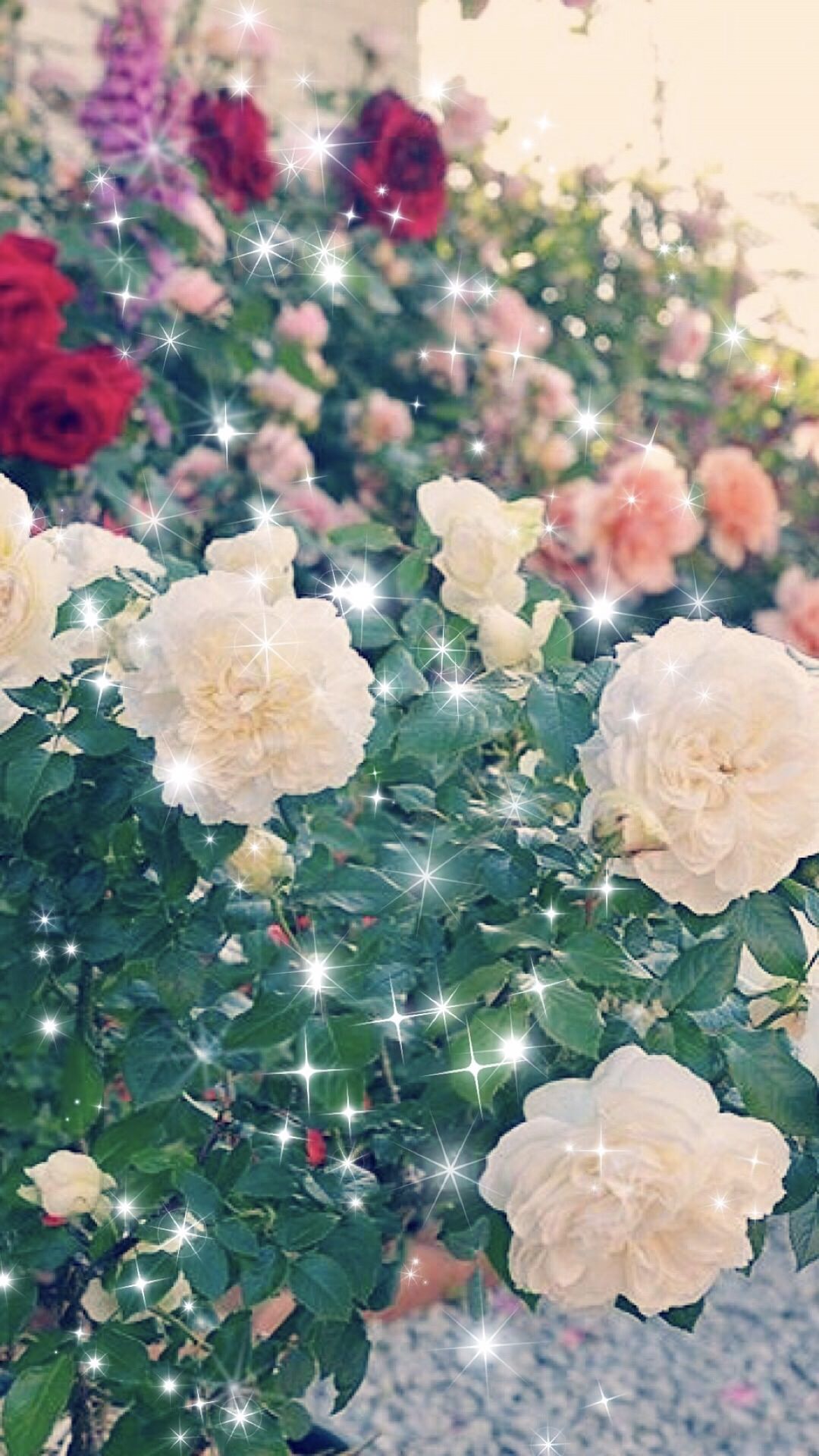 Kebun Bunga Mawar Wallpapersc Android