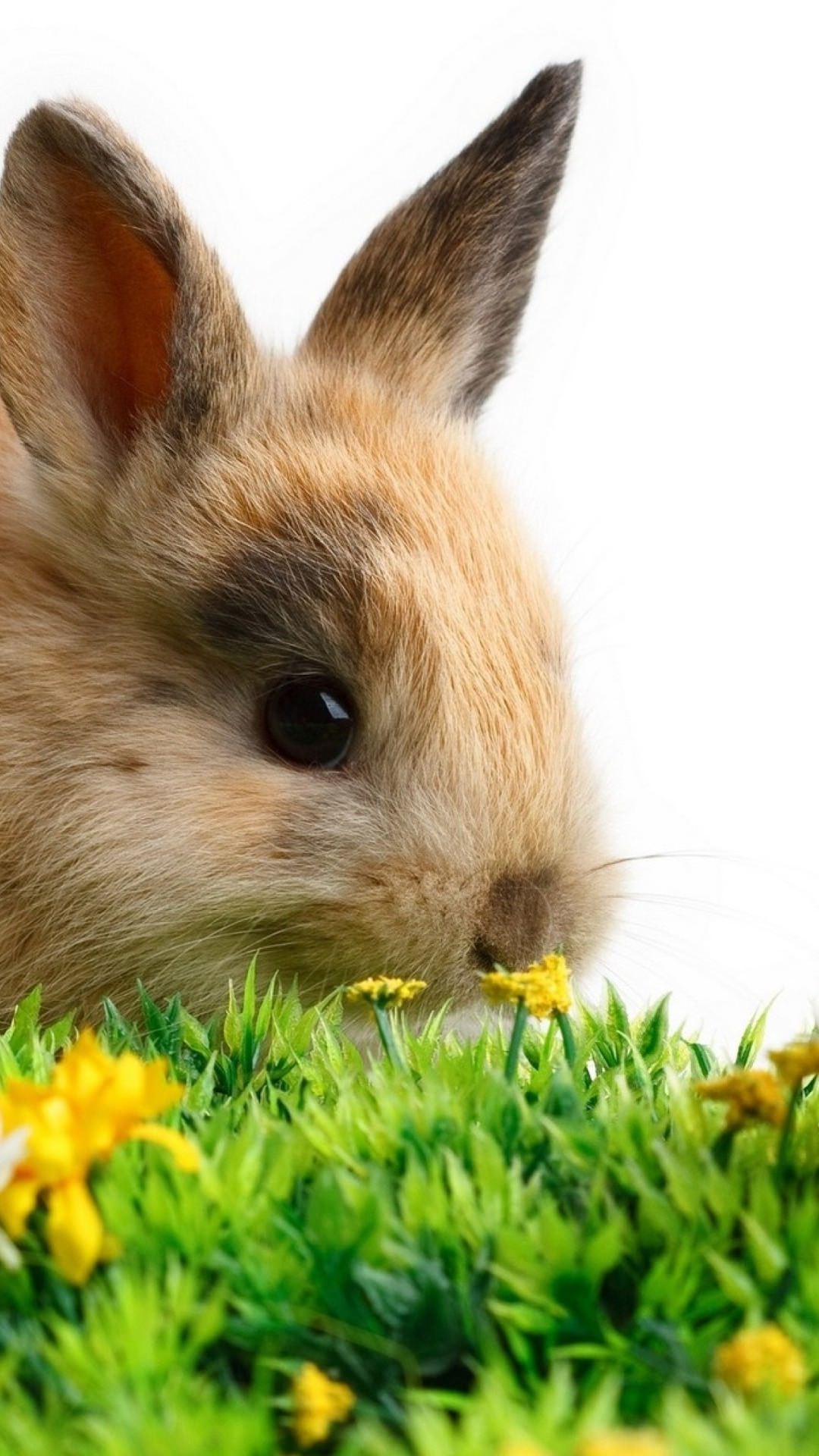 動物うさぎ 可愛いウサギ 兎 うさぎ のスマホ壁紙 待ち受け画像 Rabbit Bunny イラスト まとめ Naver まとめ