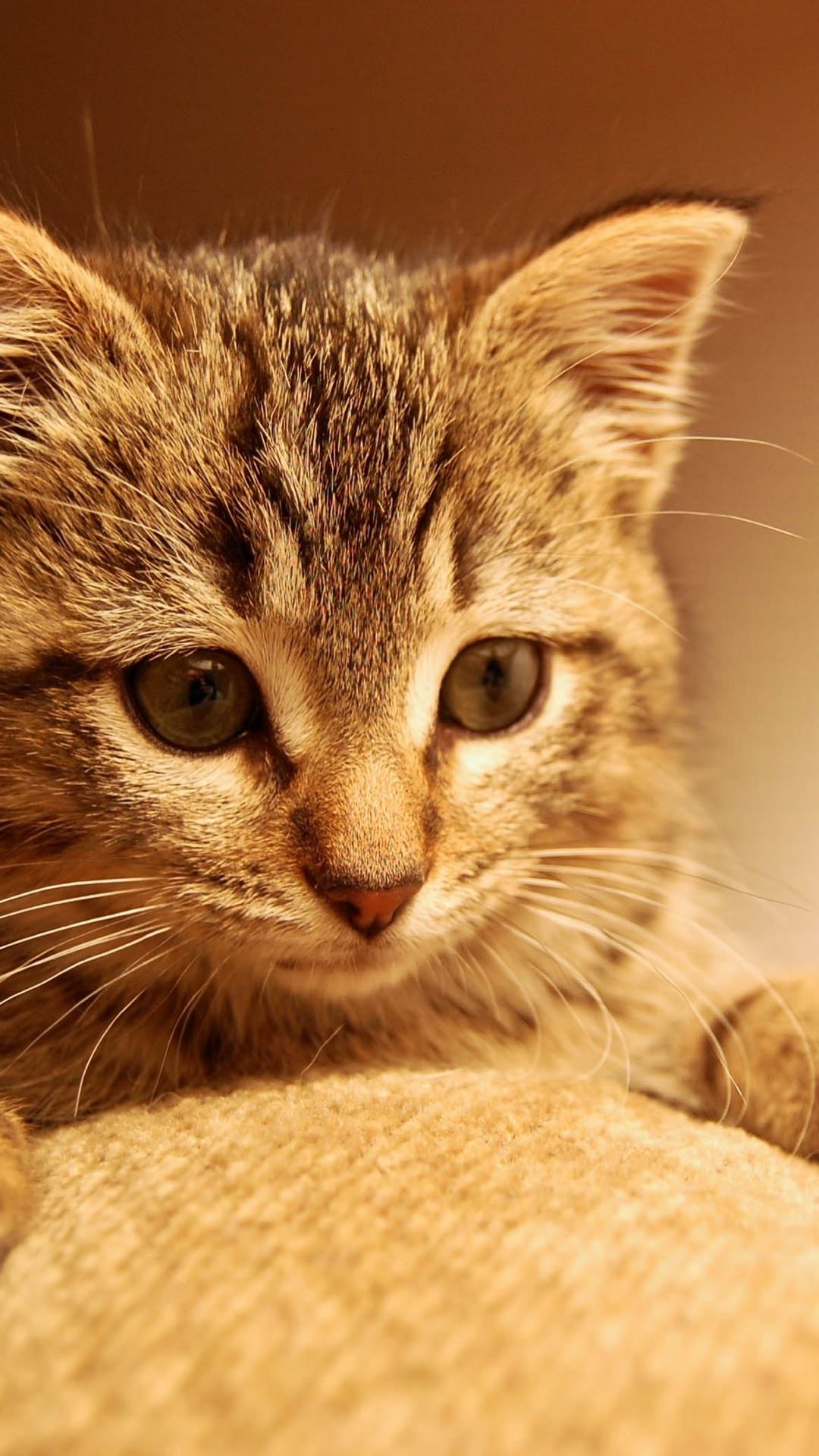 Kucing Kitten Wallpapersc Android