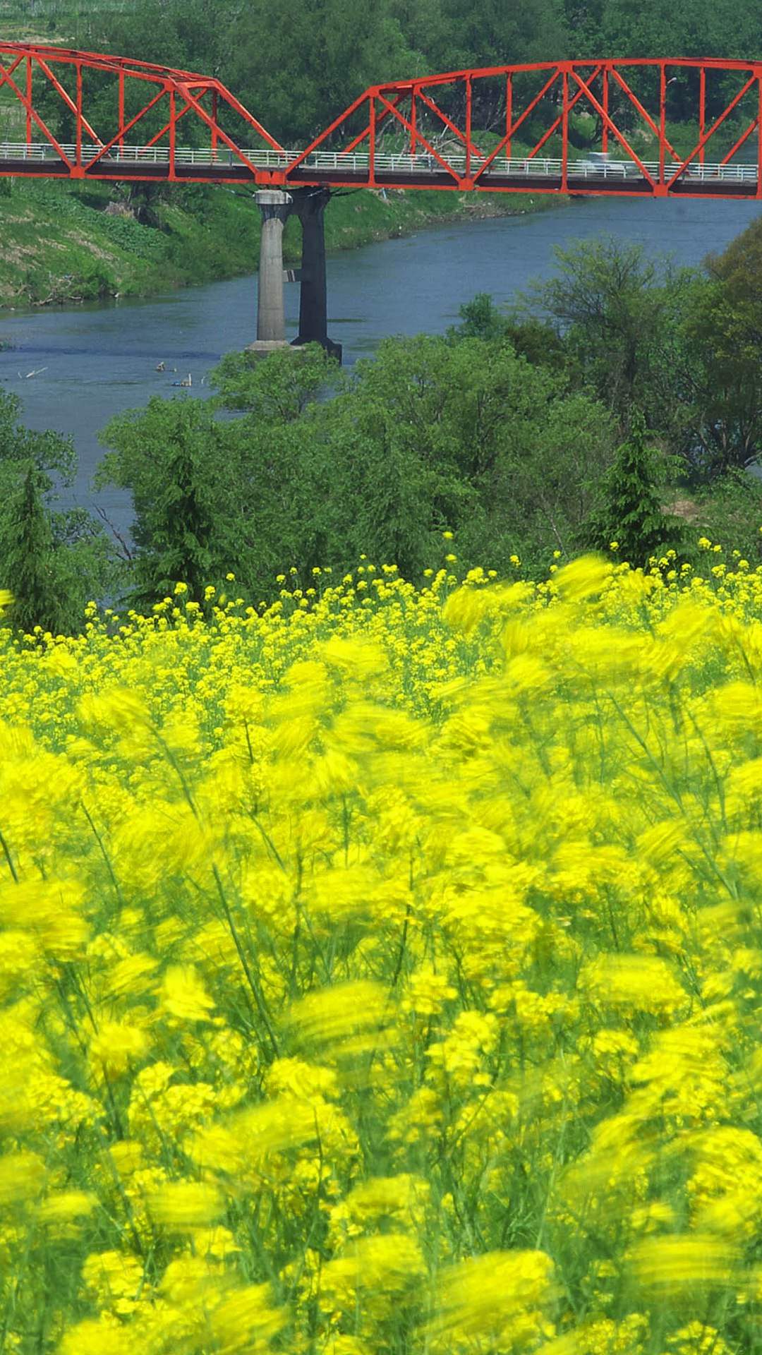 Pemandangan Taman Bunga Kuning Wallpapersc Android