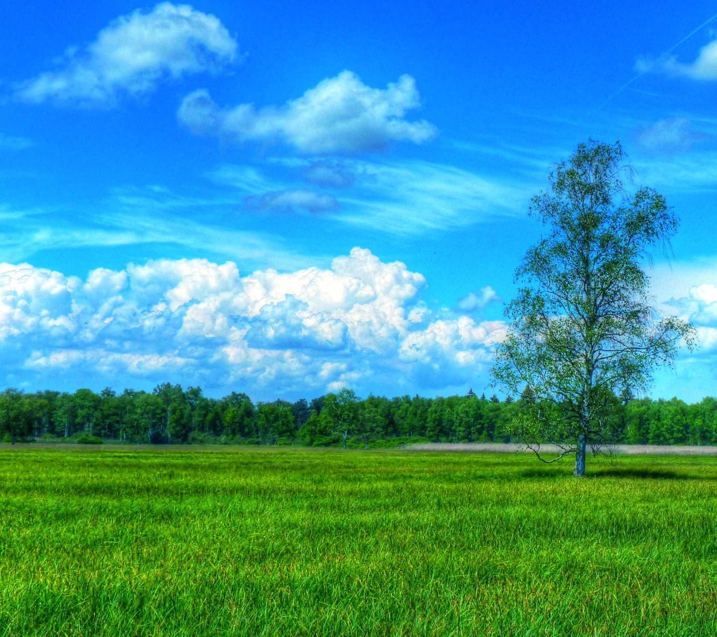 Pemandangan Padang Rumput Orang Hijau Wallpapersc Android