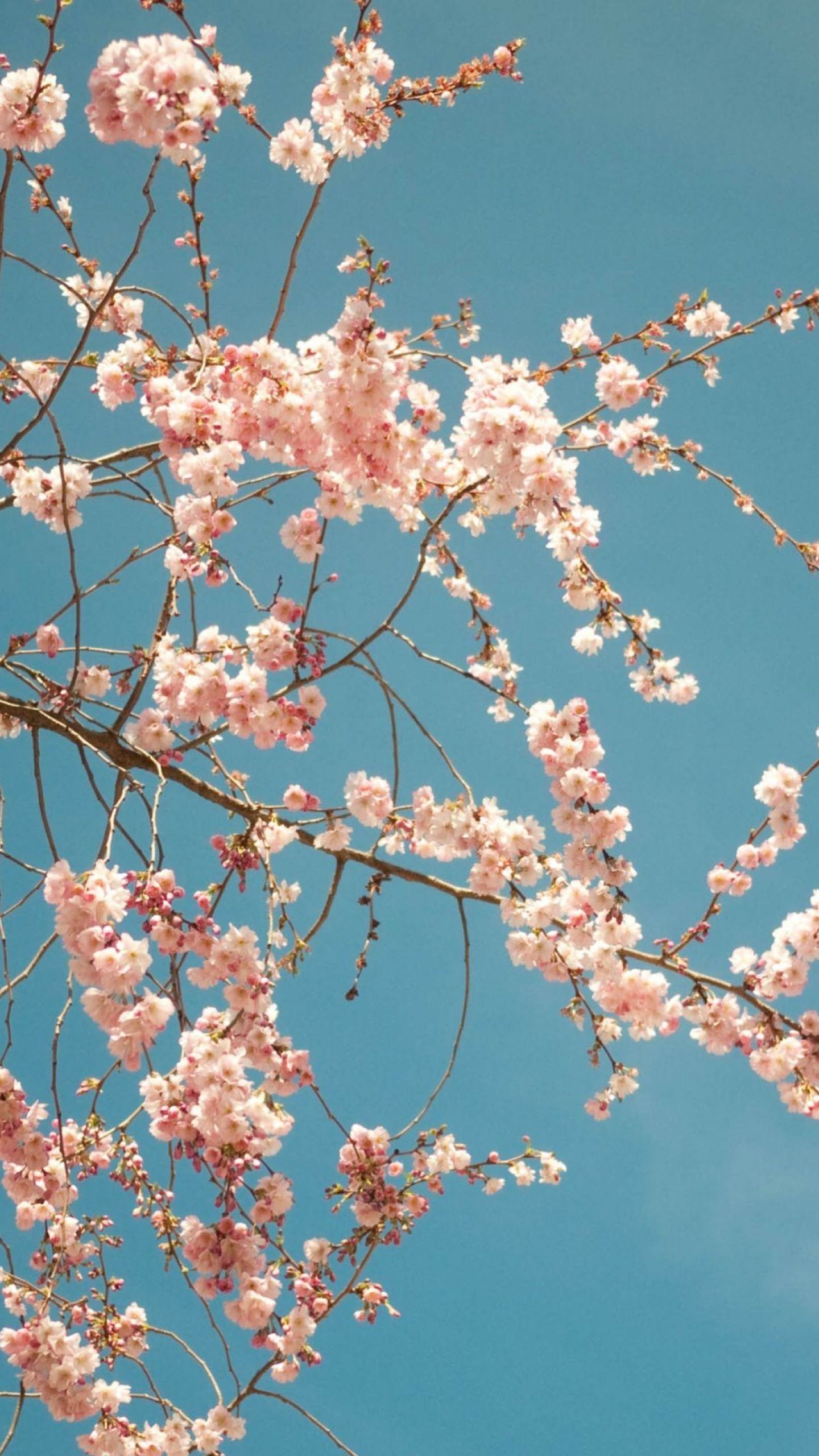 Bunga Sakura Chunt Biru Wallpapersc Android