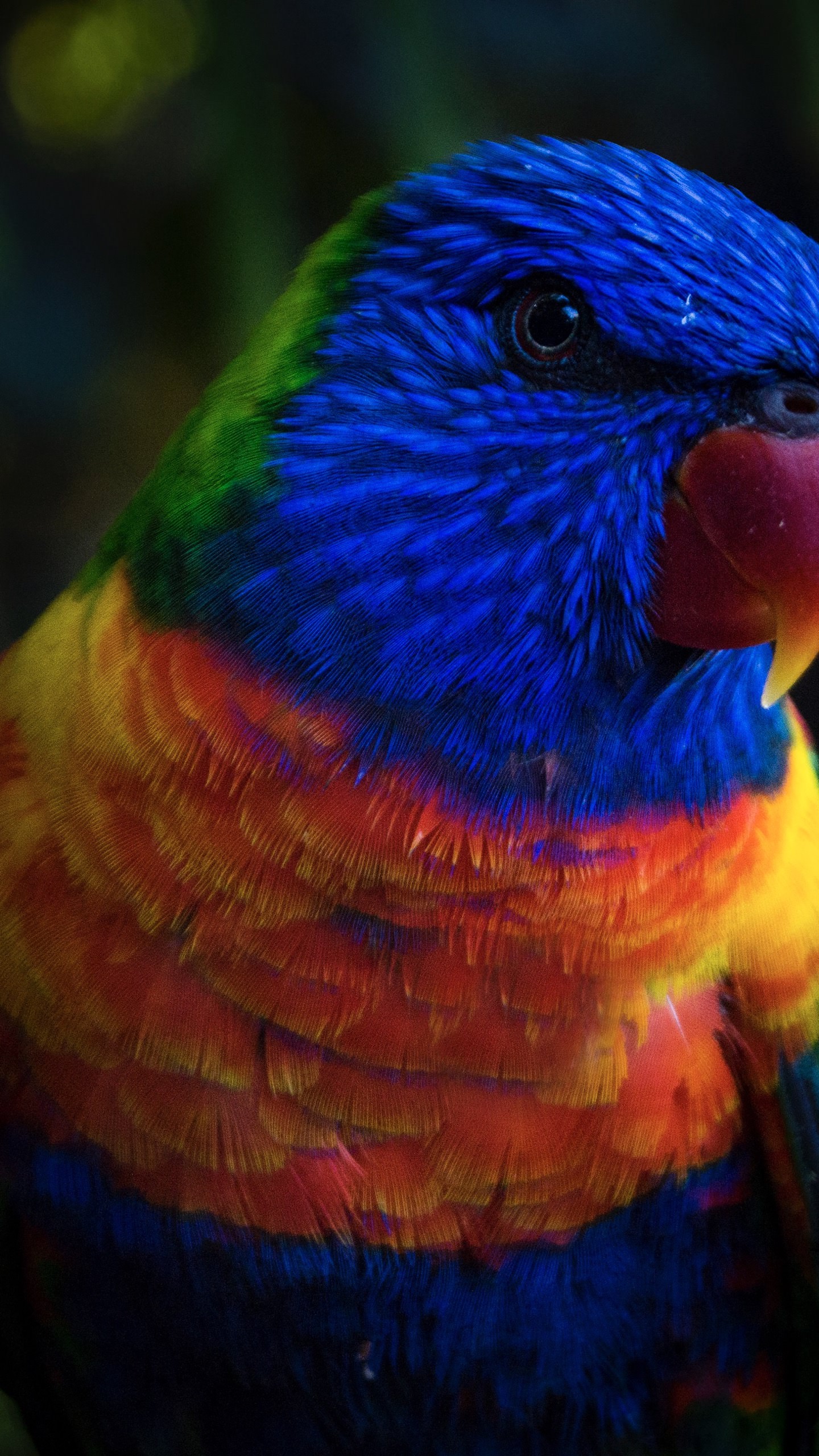 Burung Hewan Biru Warna Warni Wallpapersc Android