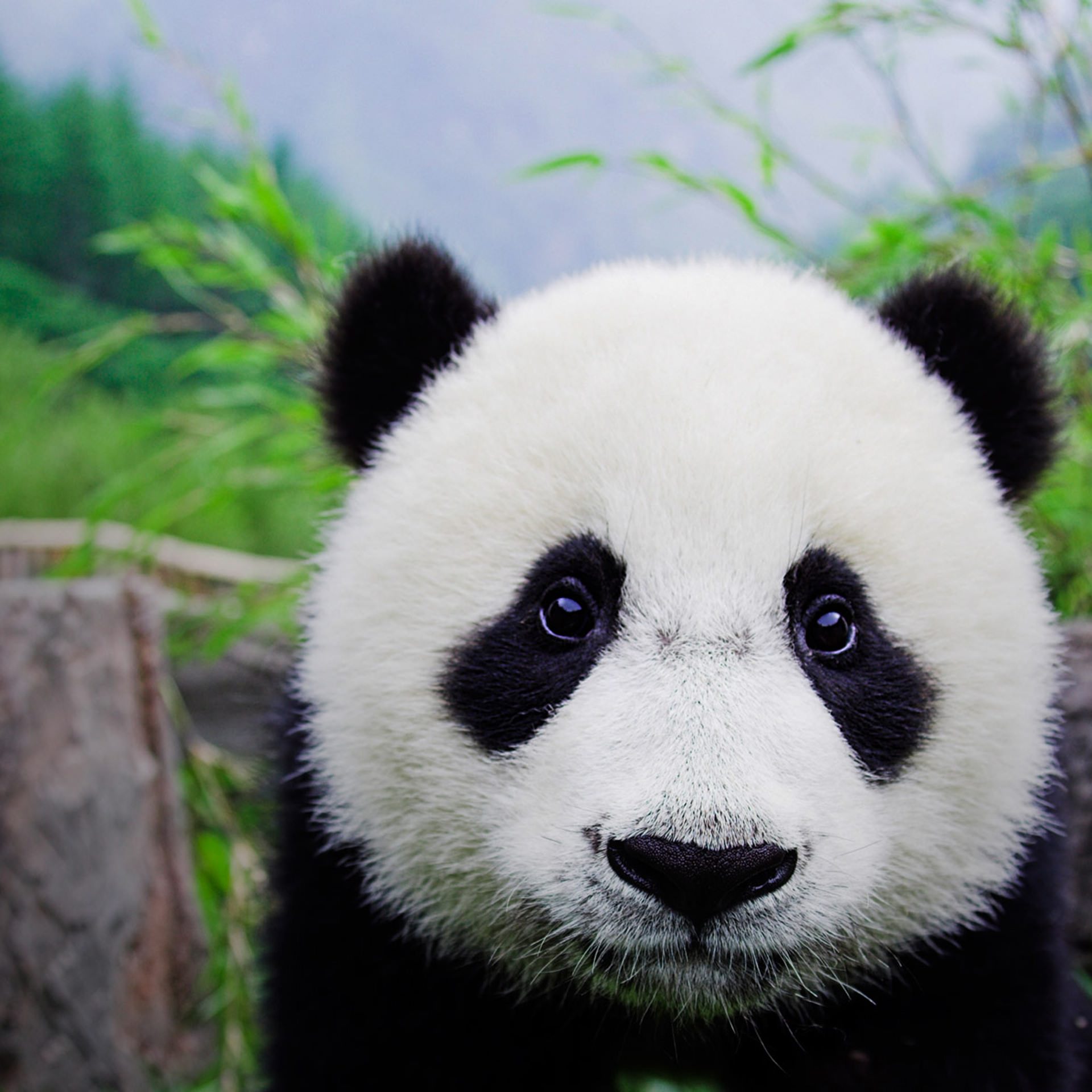 Panda Hewan Wallpapersc Android