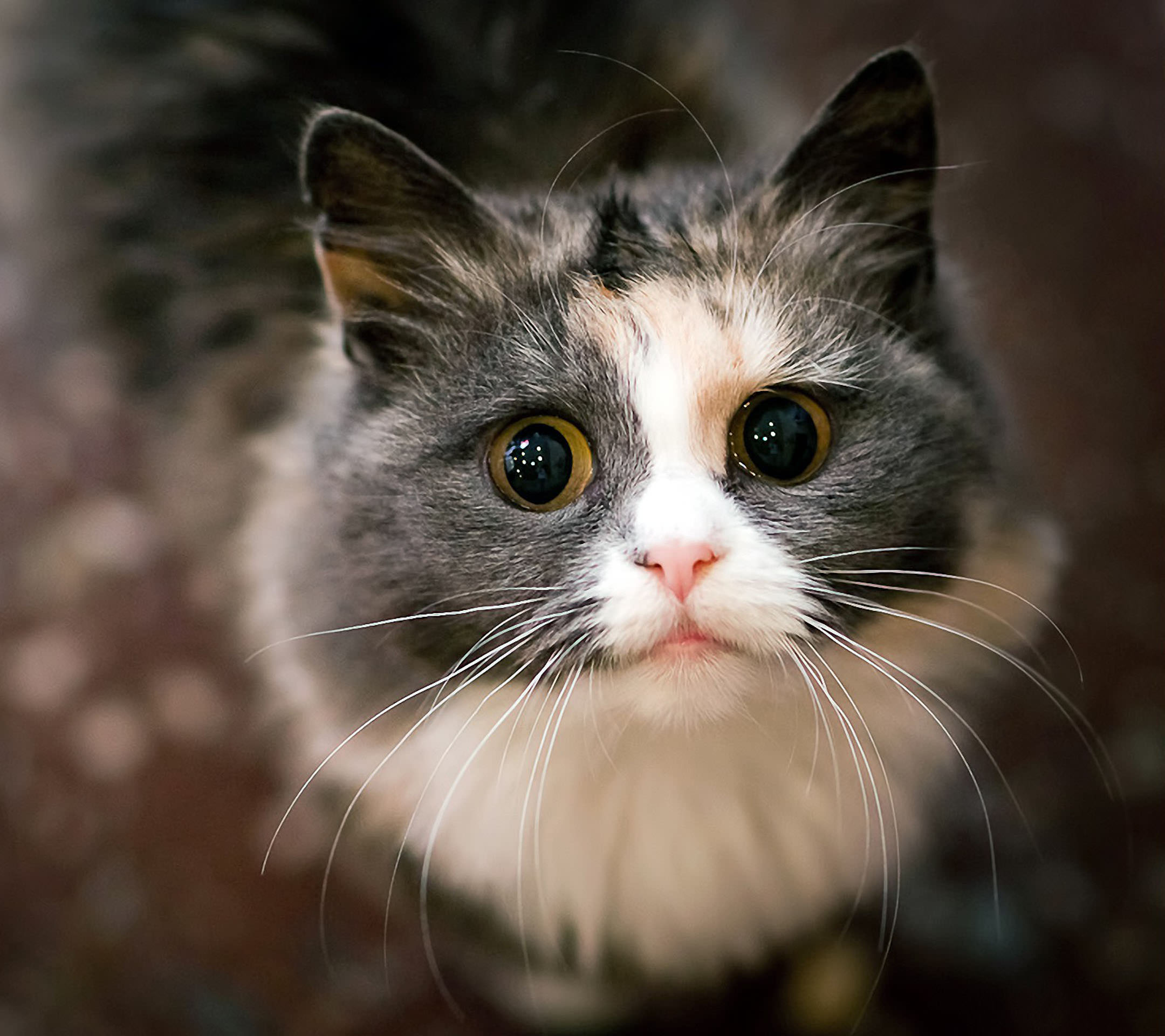 Mata Kucing Hitam Wallpapersc Android