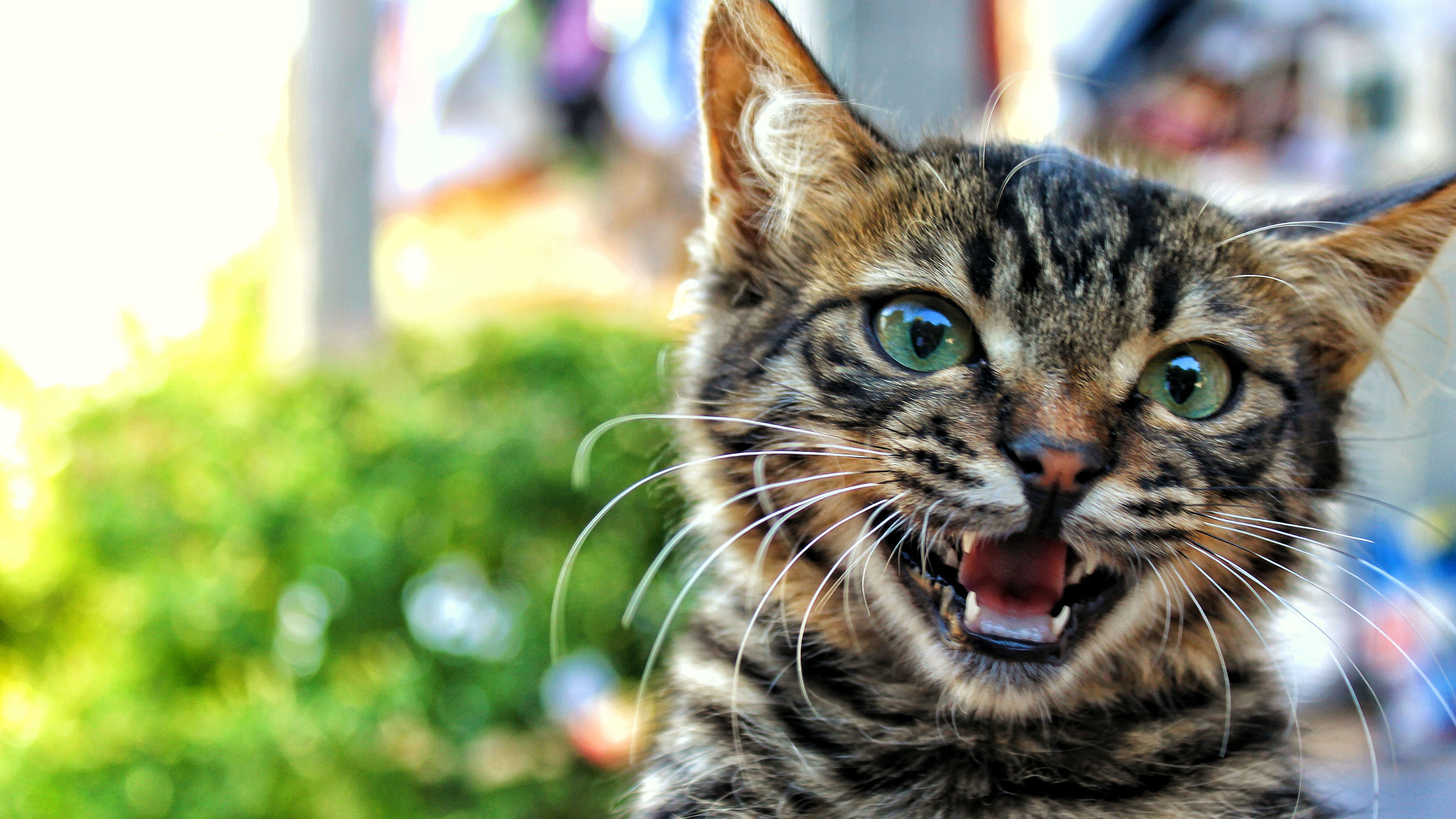 Hewan Kucing Kijitora Wallpaper Sc Desktop Terkait Gambar