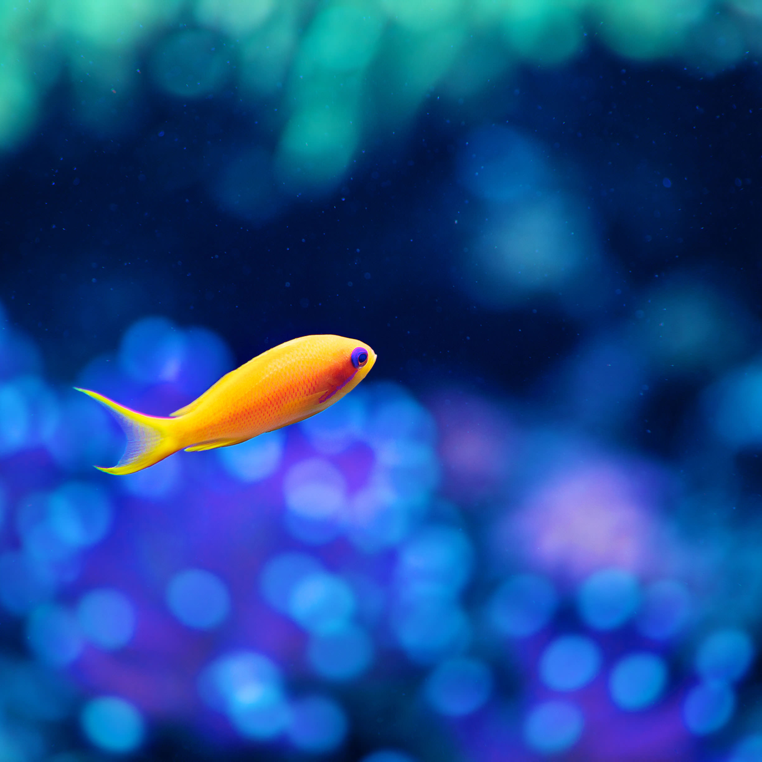 moving fish wallpapers for ipad