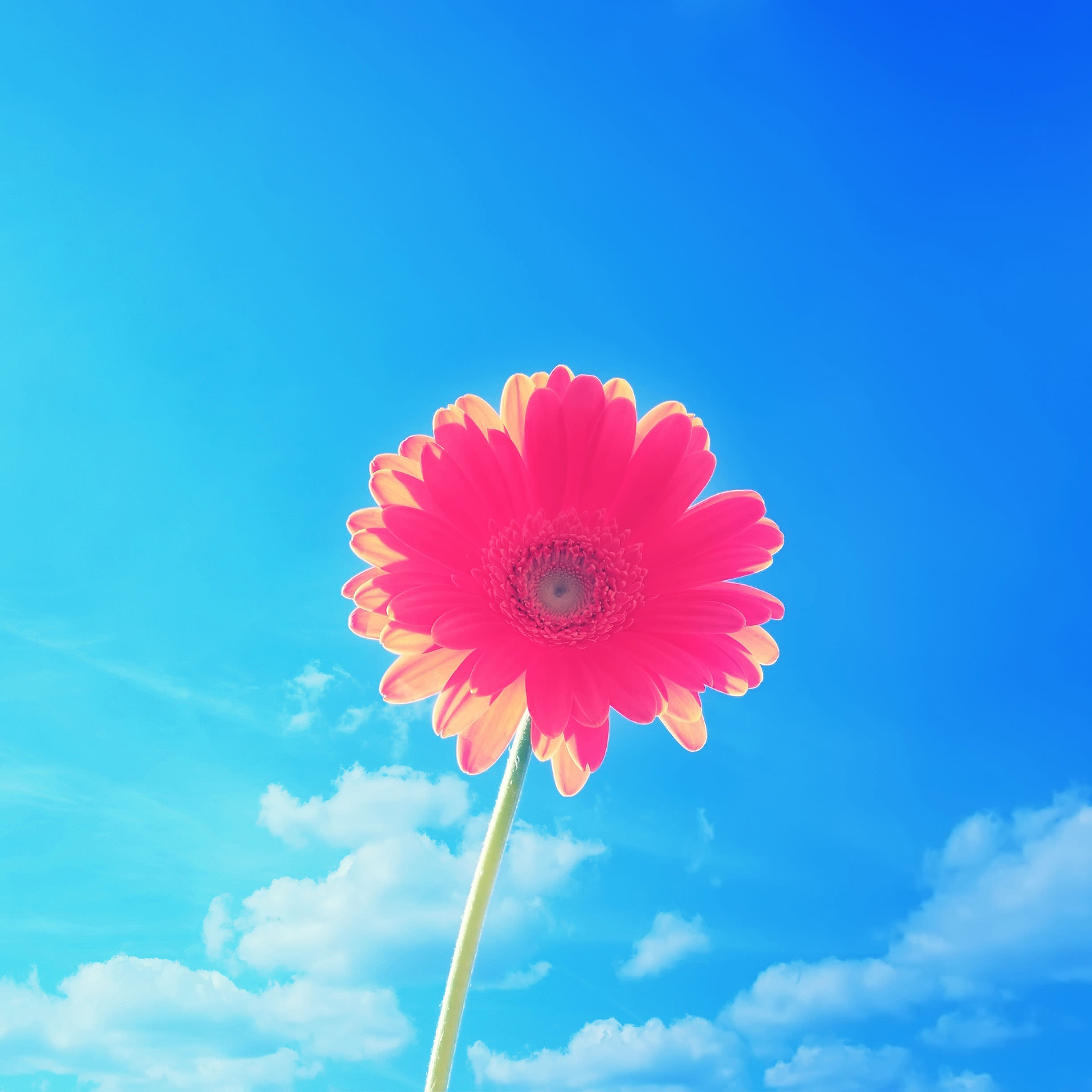 Flower Sky Blue Red Wallpaper Sc Ipad