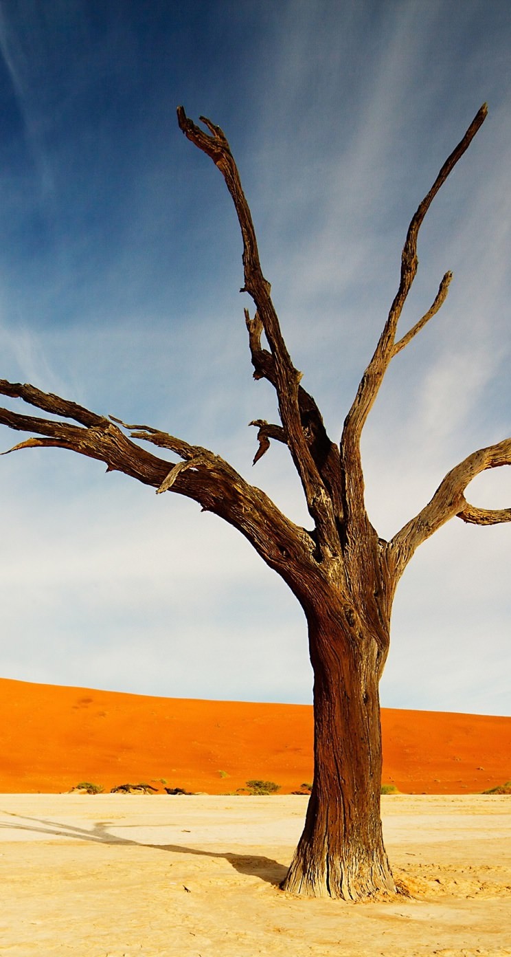Pemandangan Pohon Mati Wallpapersc IPhoneSE5s