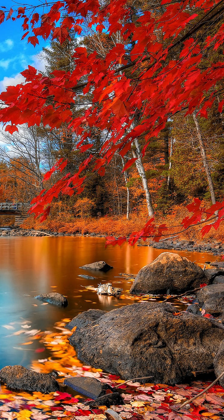 Pemandangan Musim Gugur Daun Merah Wallpapersc IPhoneSE5s