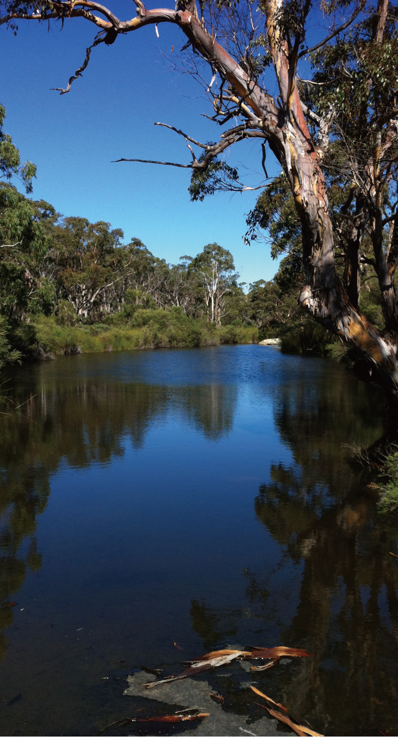 Pemandangan Lake Nature Hutan Tree Wallpapersc IPhone6sPlus