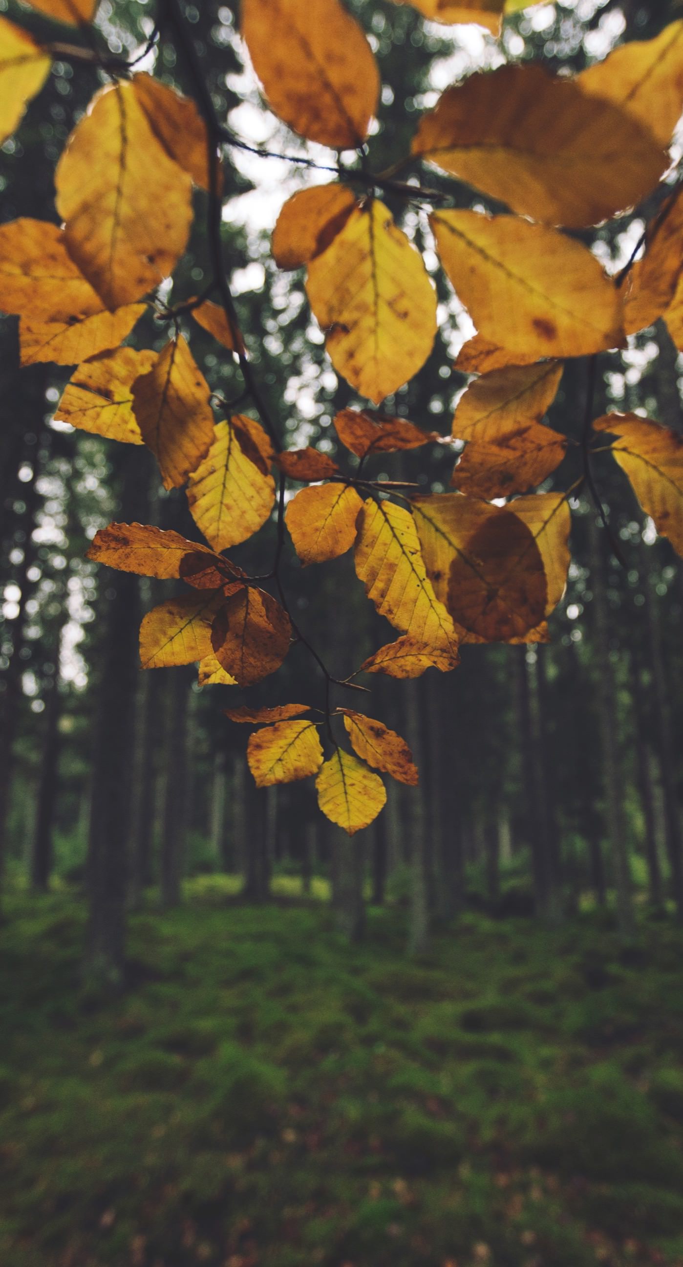 Pemandangan Hutan Kuning Leaf Wallpapersc IPhone6sPlus