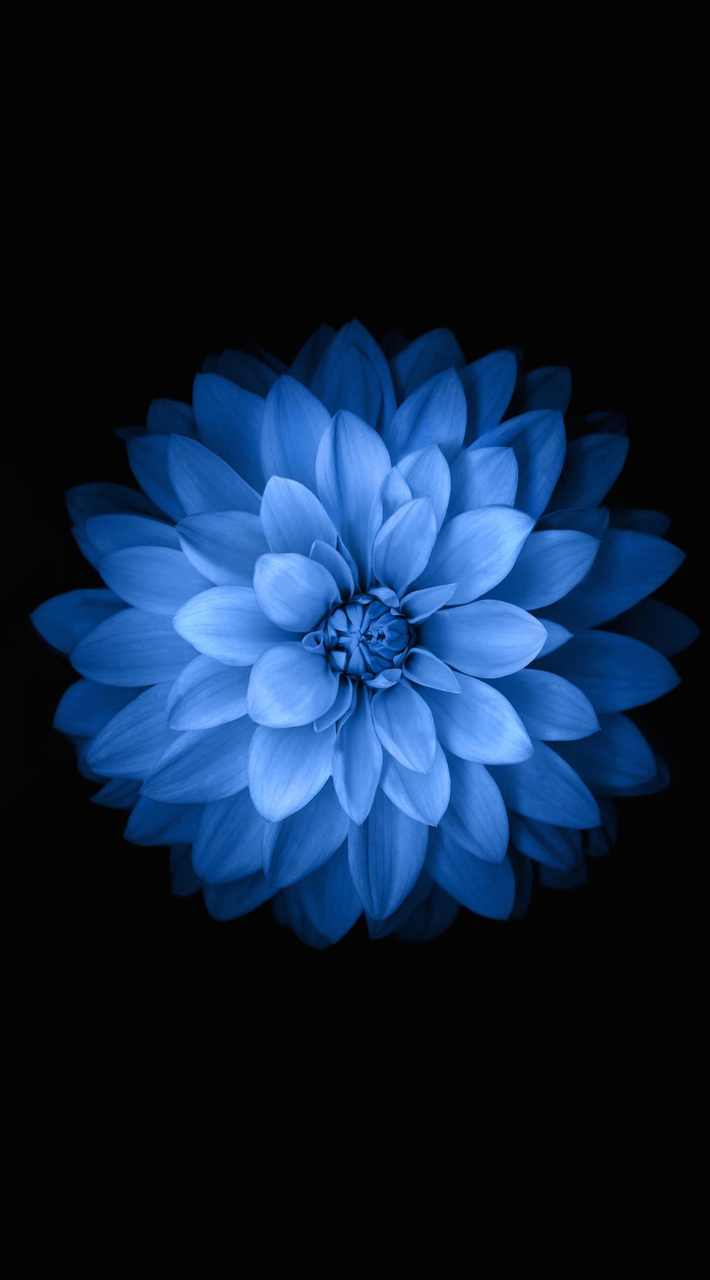 Blue black flower | wallpaper.sc iPhone6sPlus