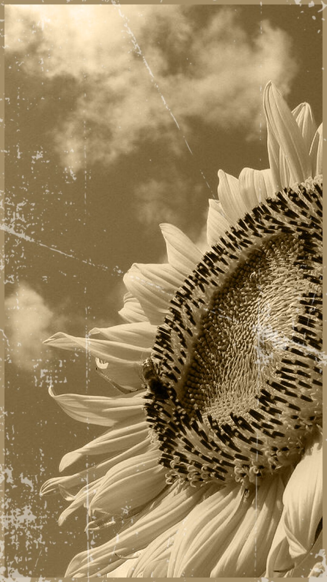 Bunga Matahari Hitam Dan Putih Wallpapersc IPhone7Plus