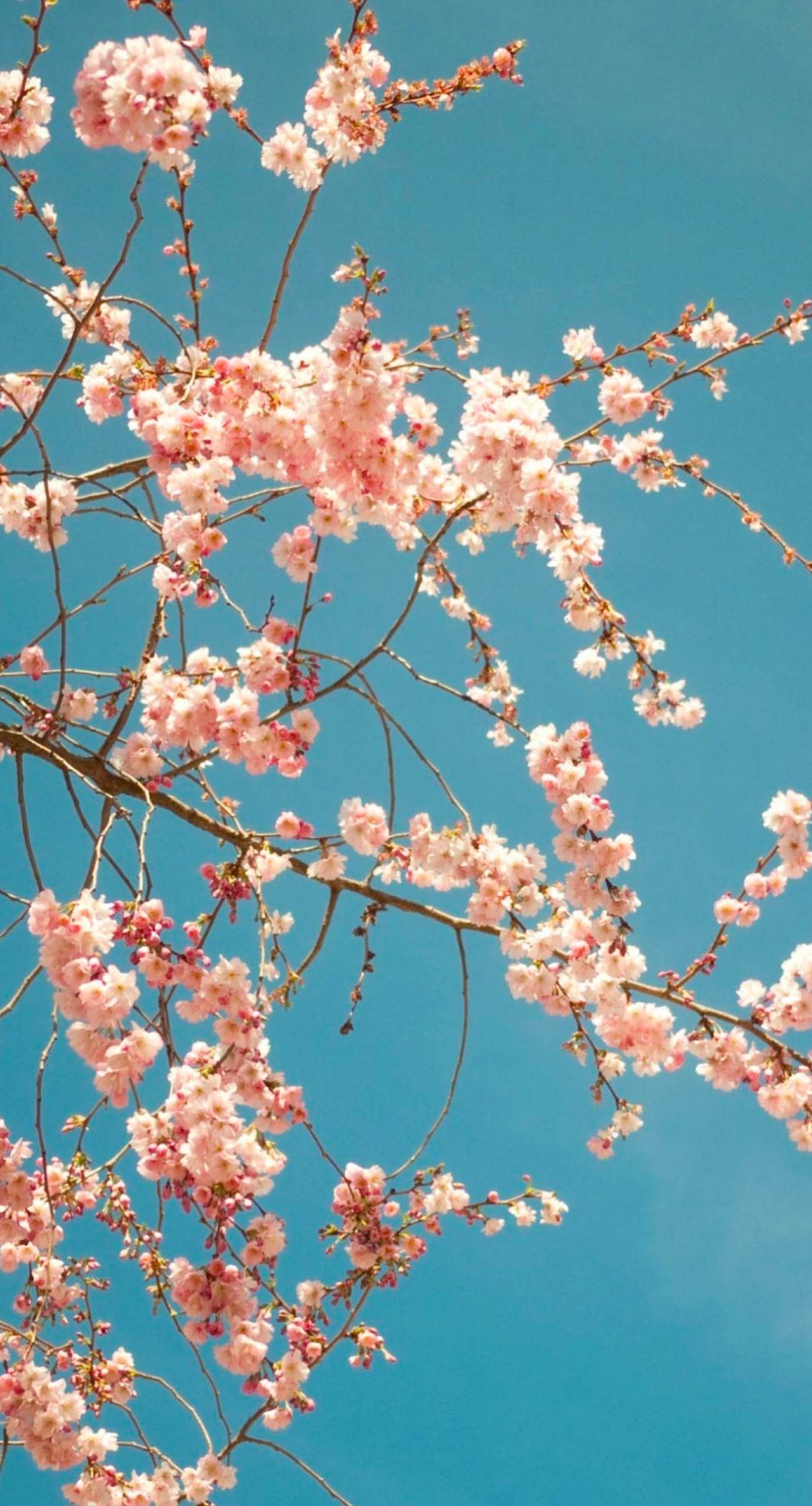 Bunga Sakura Chunt Biru Wallpapersc IPhone7Plus