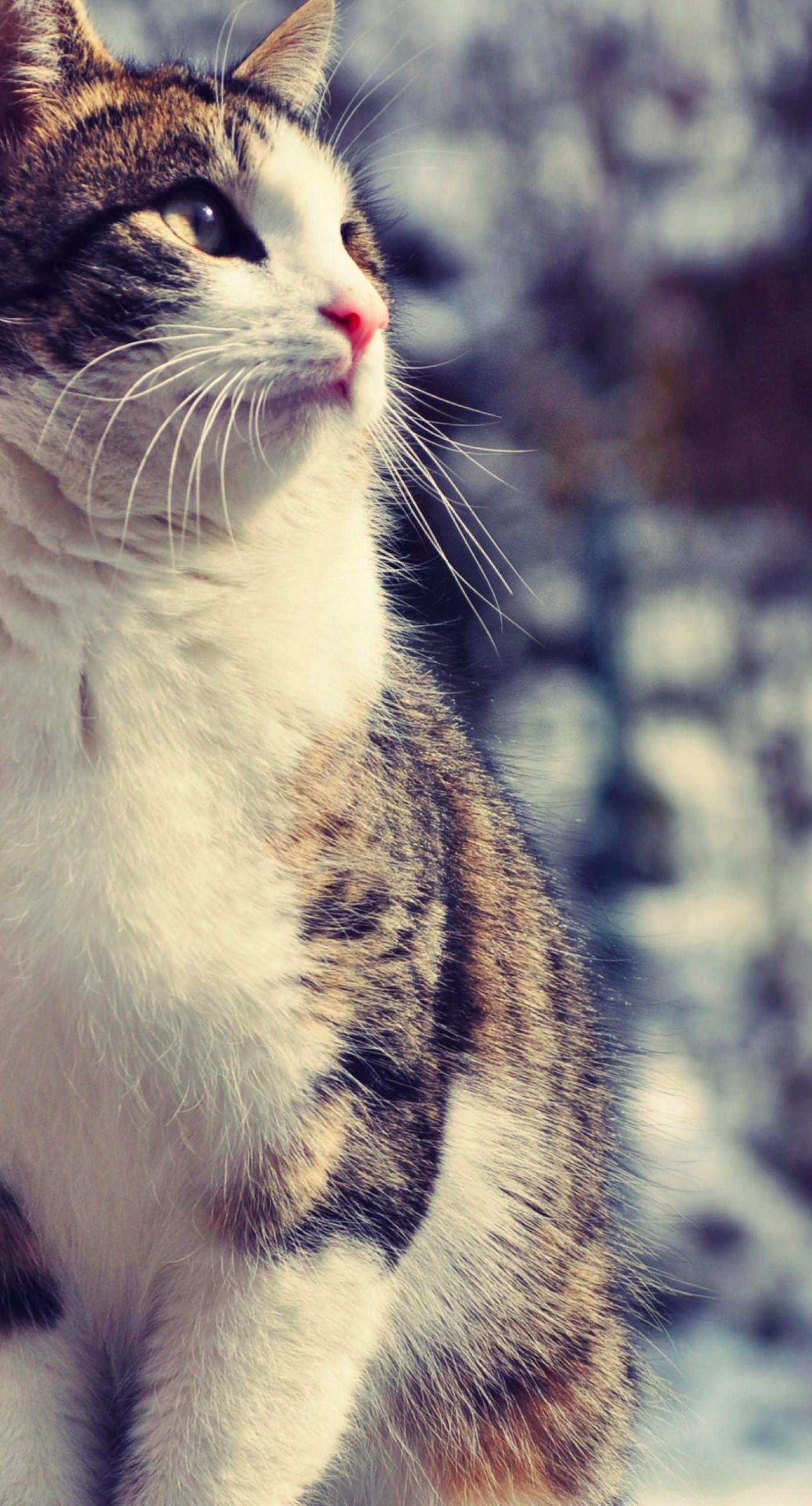 Kucing Lucu Blur Wallpapersc IPhone7Plus
