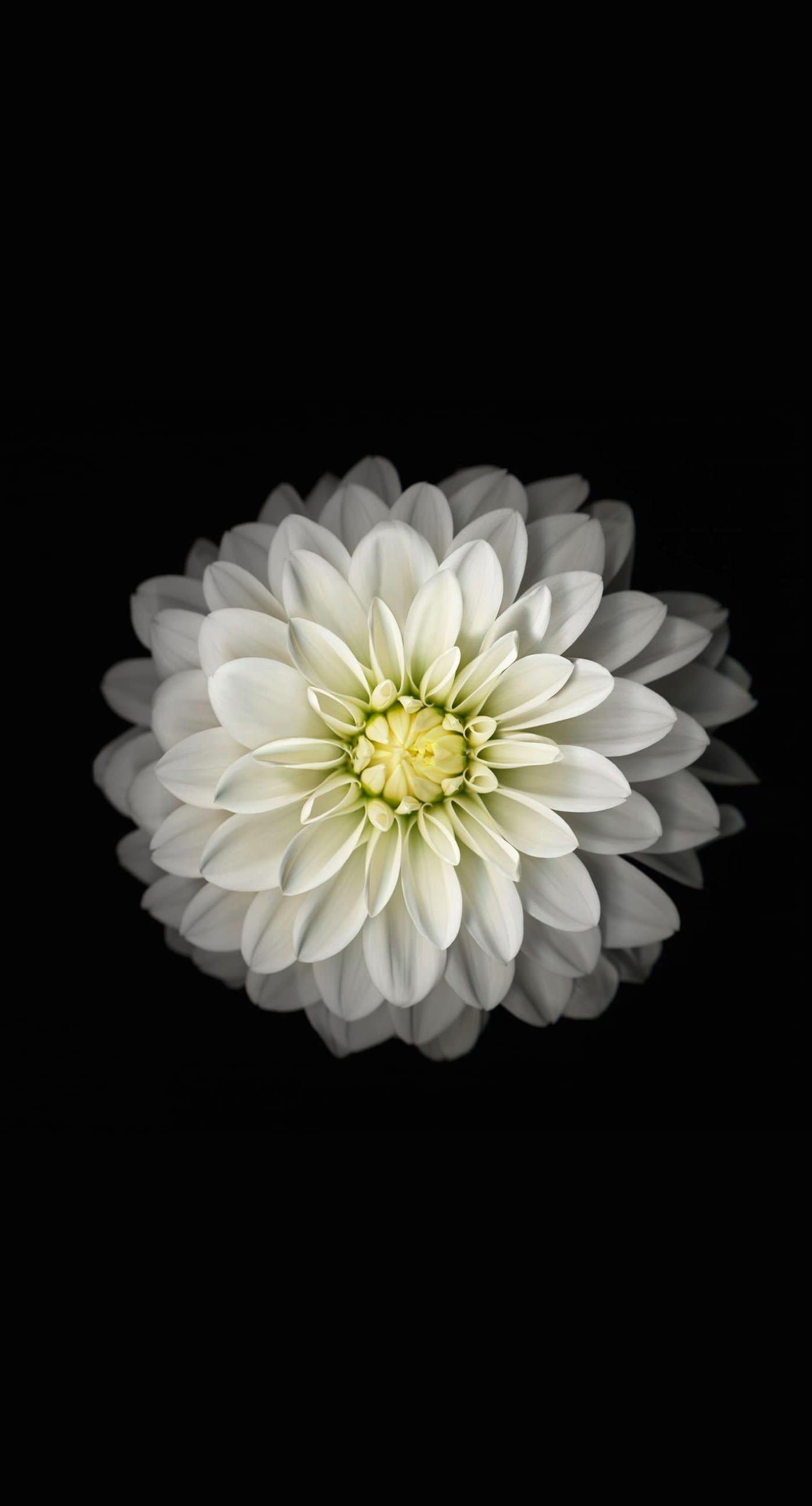 Bunga Hitam Putih Wallpapersc IPhone7Plus