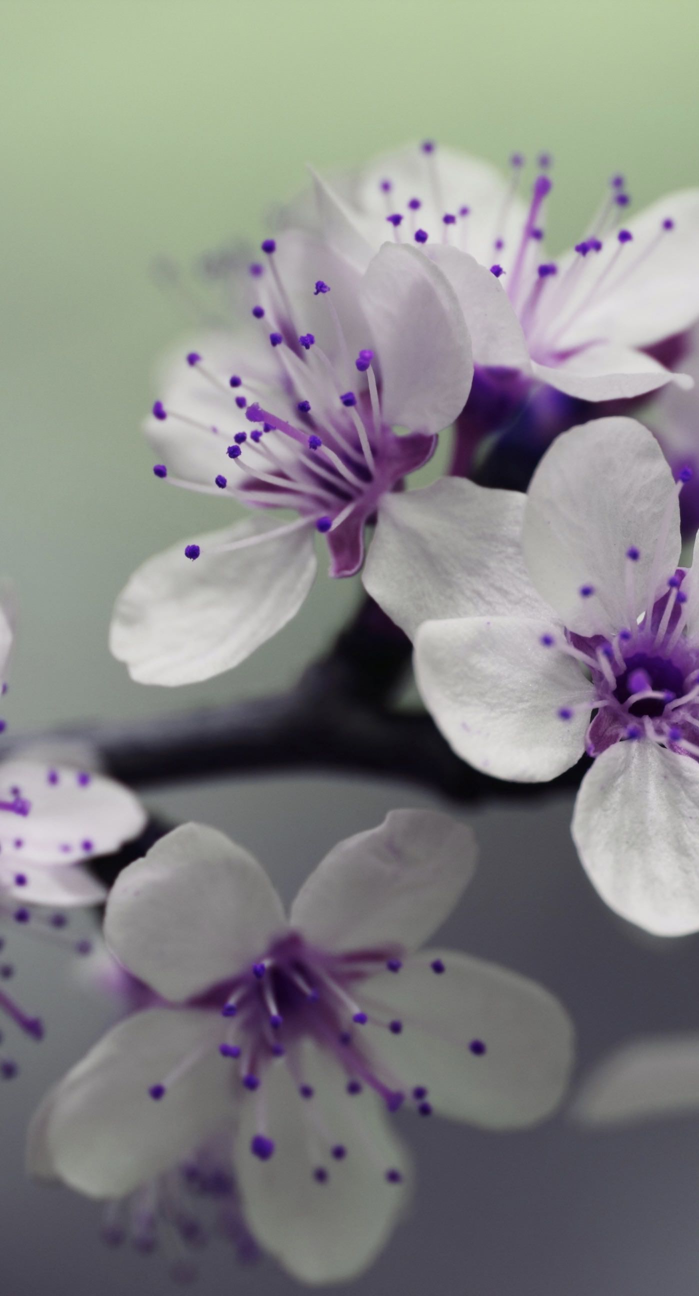 Bunga Ungu Putih Wallpapersc IPhone7Plus