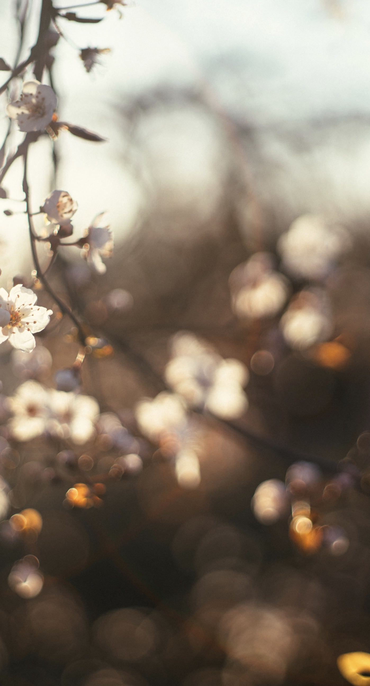 Pemandangan Bunga Sakura Wallpapersc IPhone7Plus