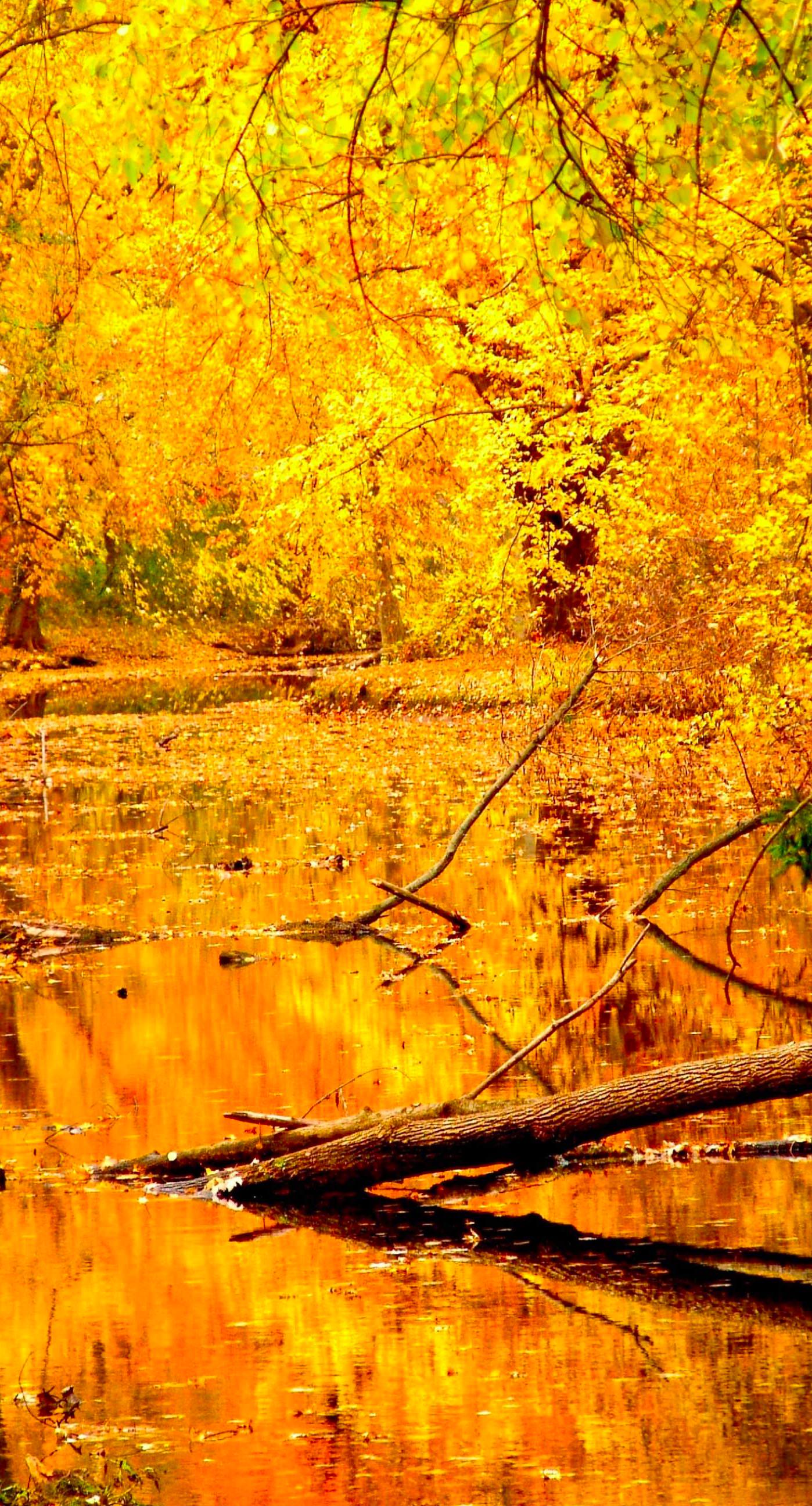 Pemandangan Daun Musim Gugur Kuning Wallpapersc IPhone8Plus