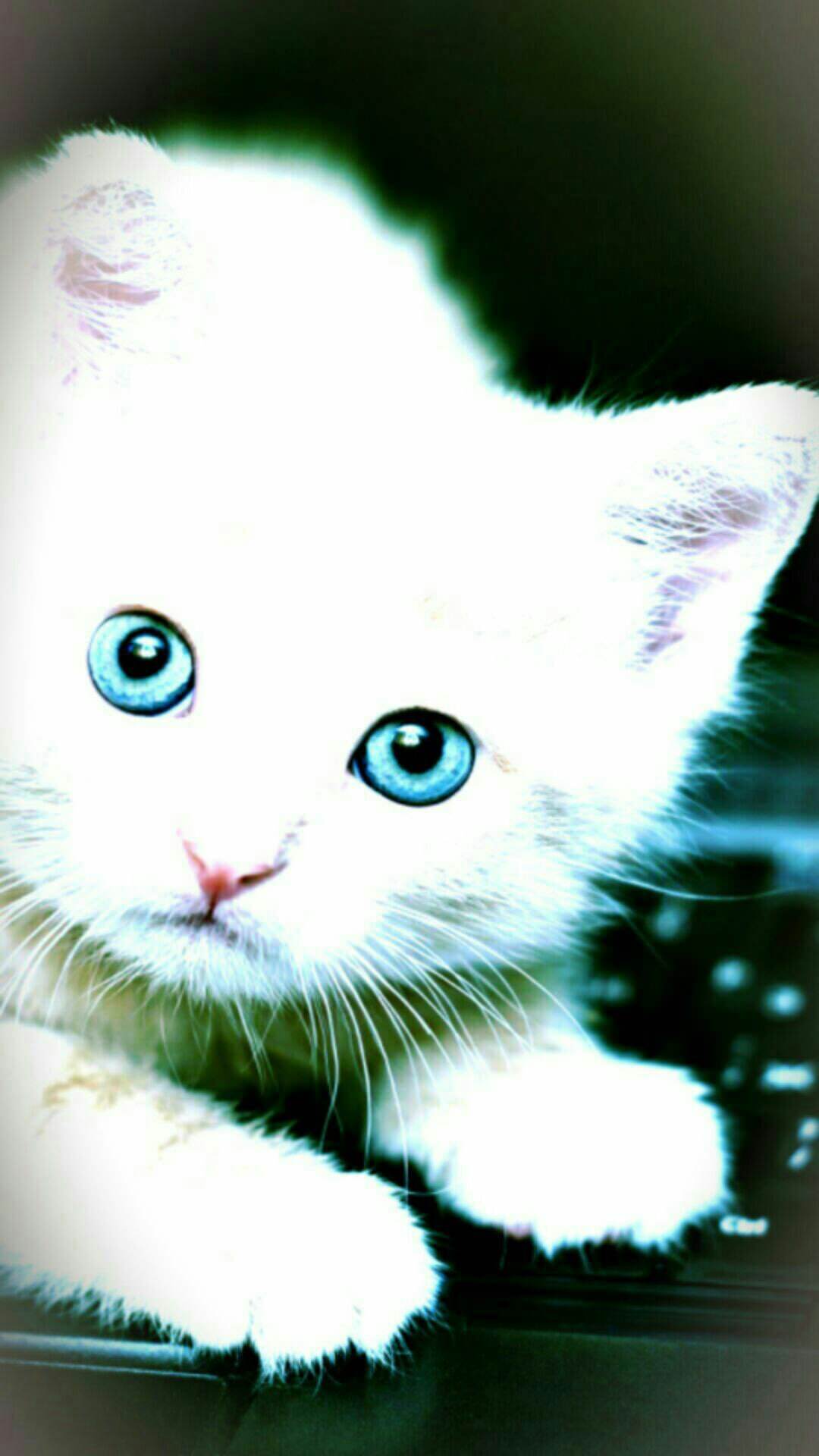  Kucing  Putih Kucing  wallpaper sc Android