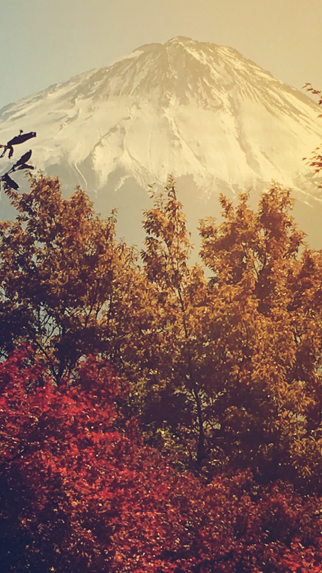 富士山 紅葉 Wallpaper Sc スマホ壁紙