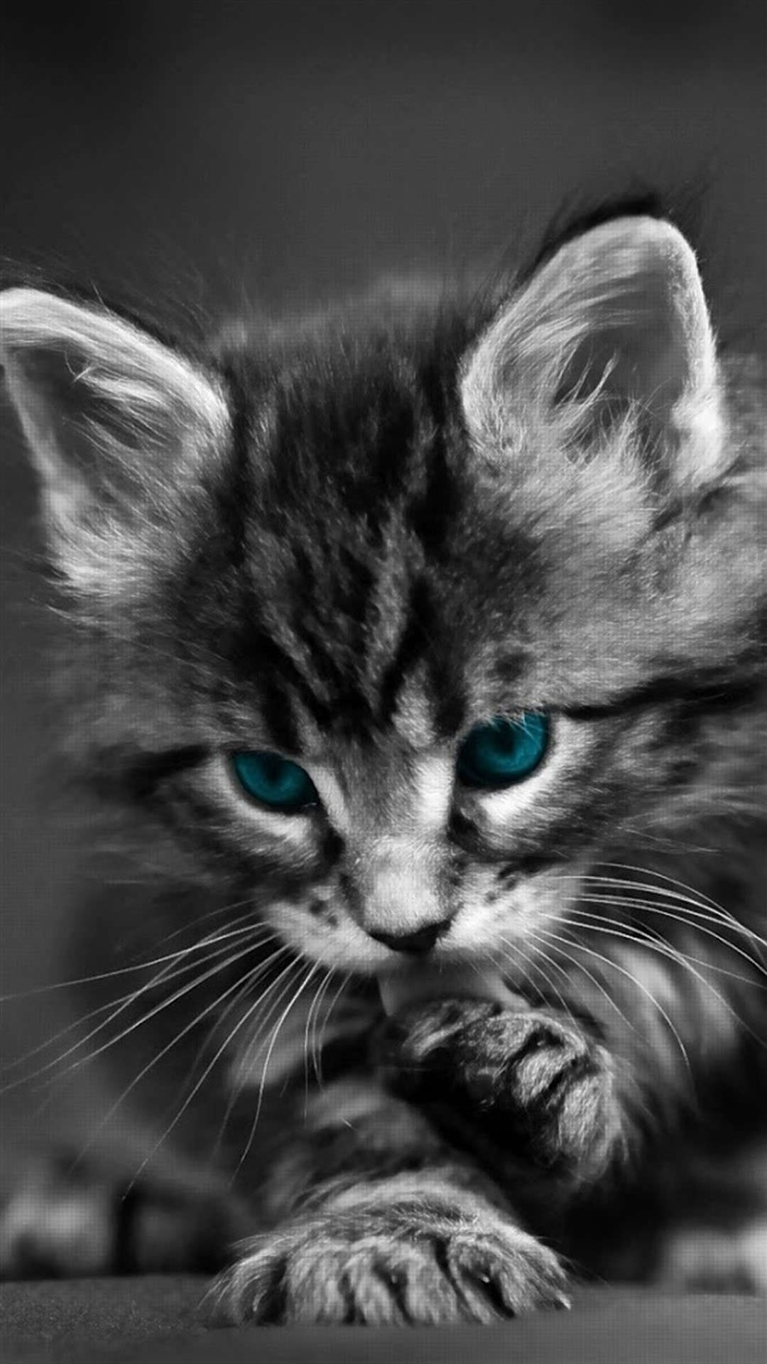 Wallpaper Kucing Hd Android Image Num 3