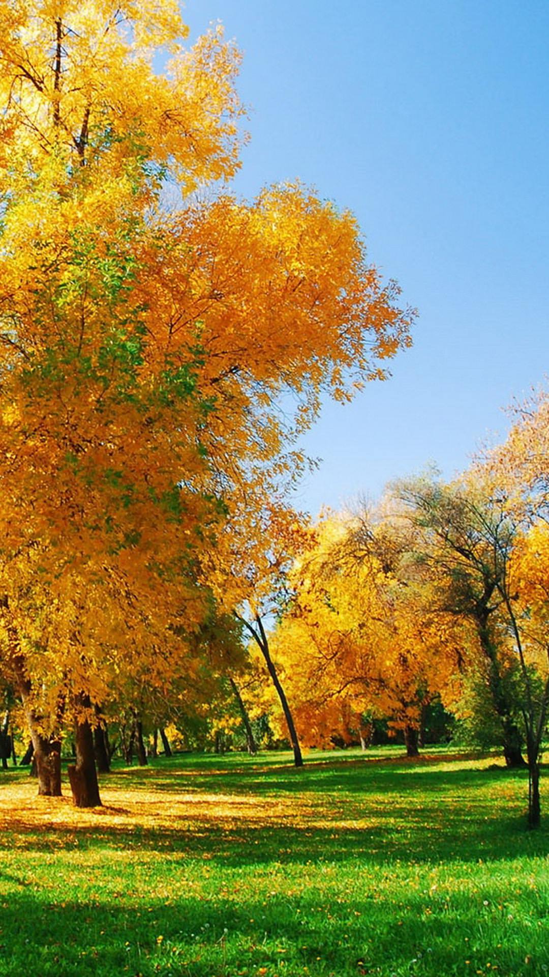 Landscape Autumn Leaves Wallpaper Sc Smartphone
