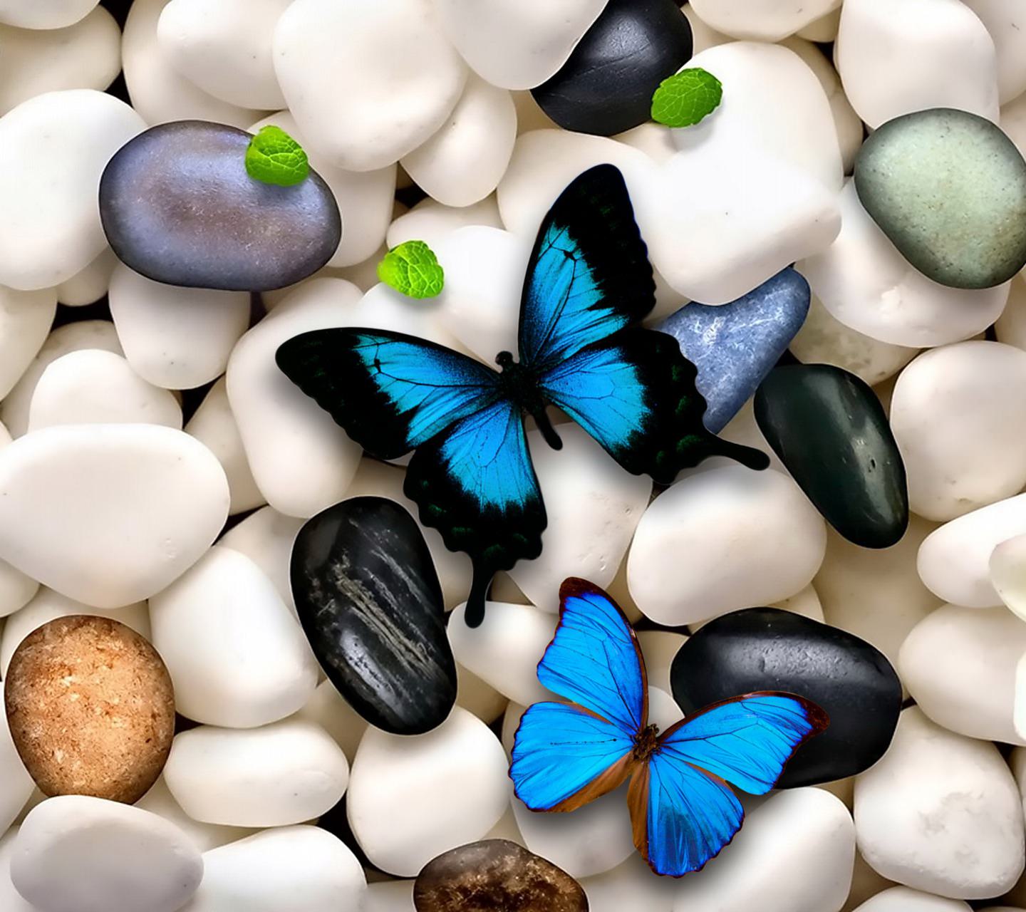 mariposa azul Animal | wallpaper.sc Android
