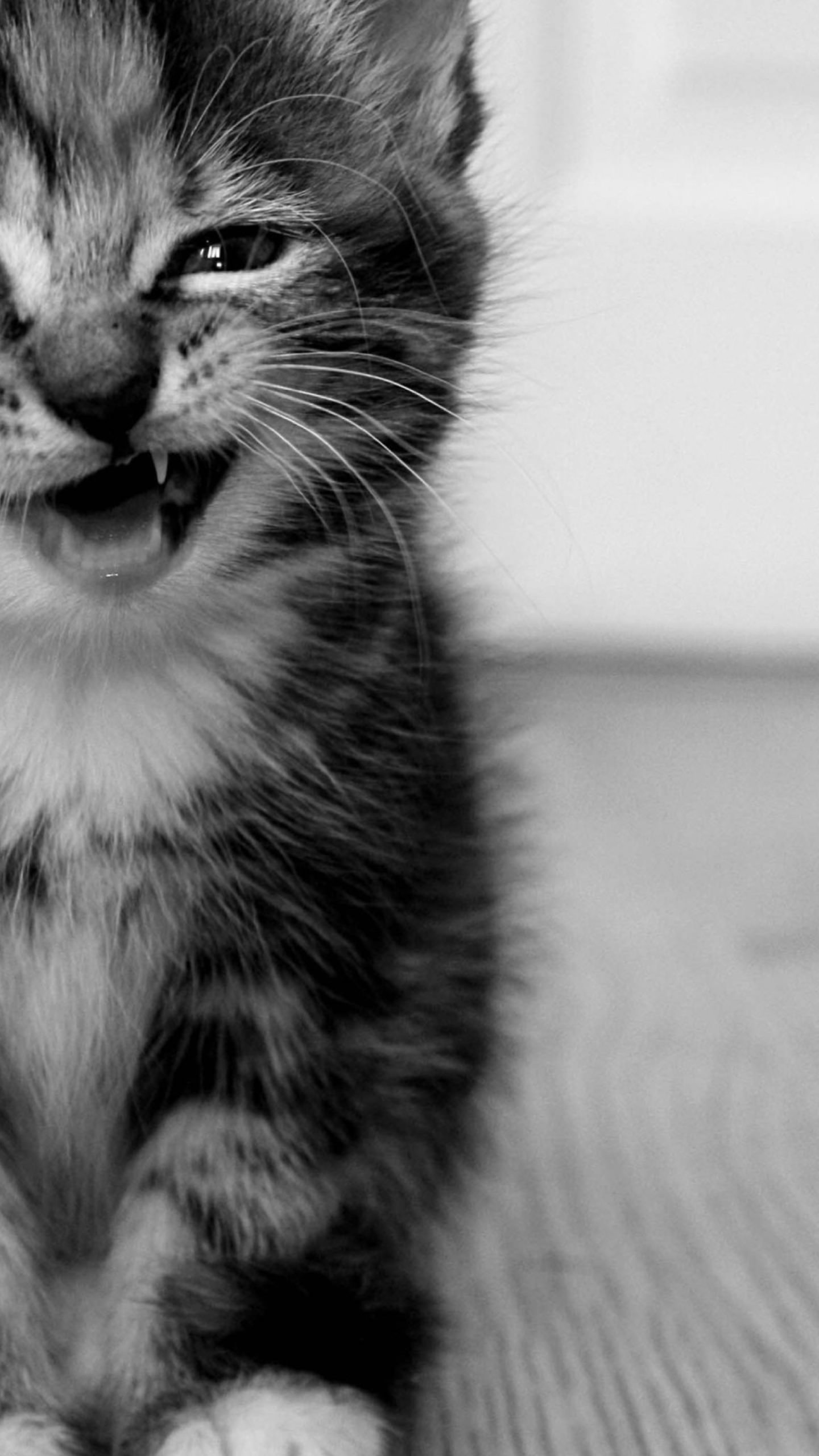 Wallpaper Kucing Hd Android Image Num 1