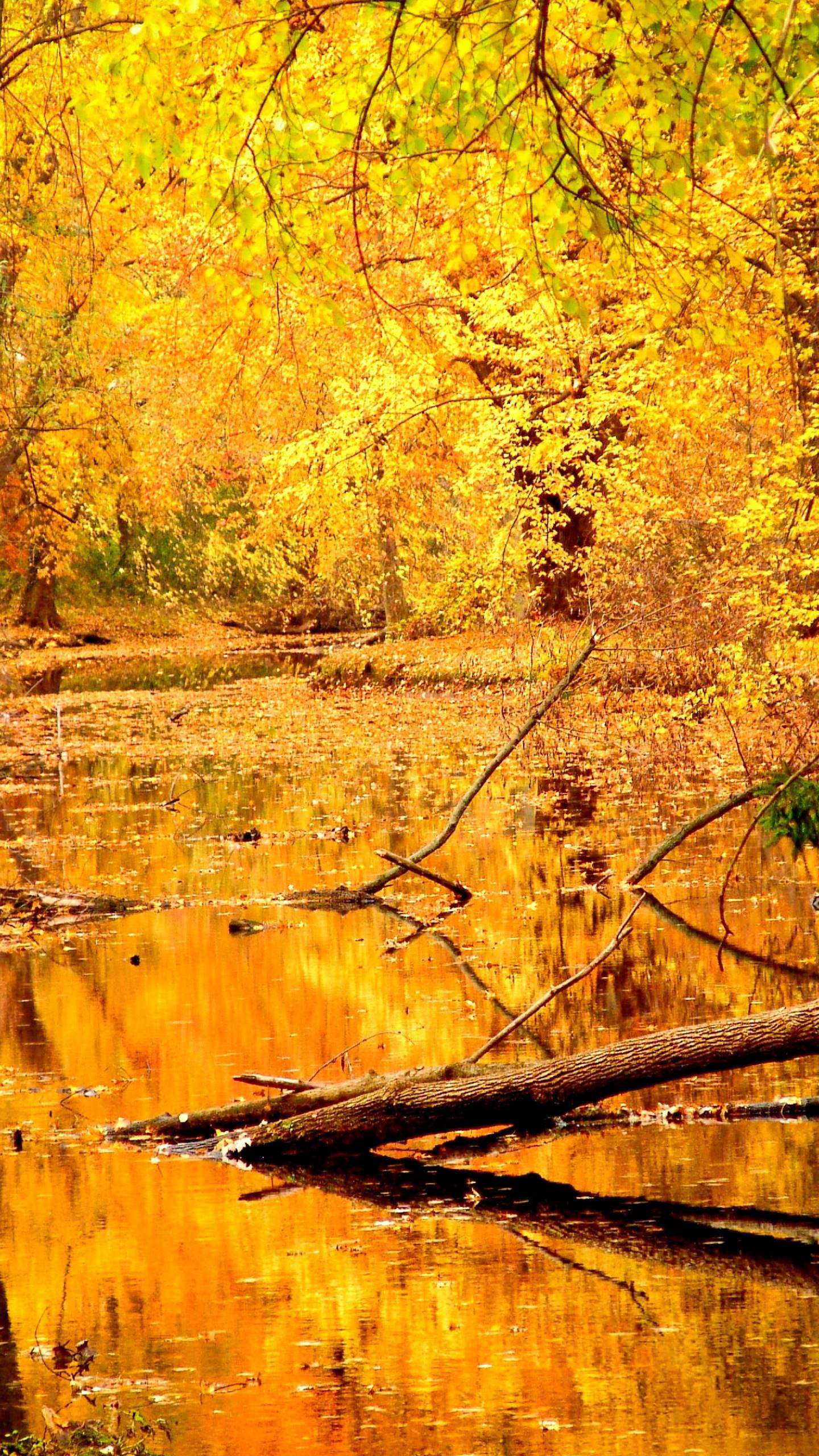 Landscape Yellow Autumn Leaves Wallpaper Sc Smartphone