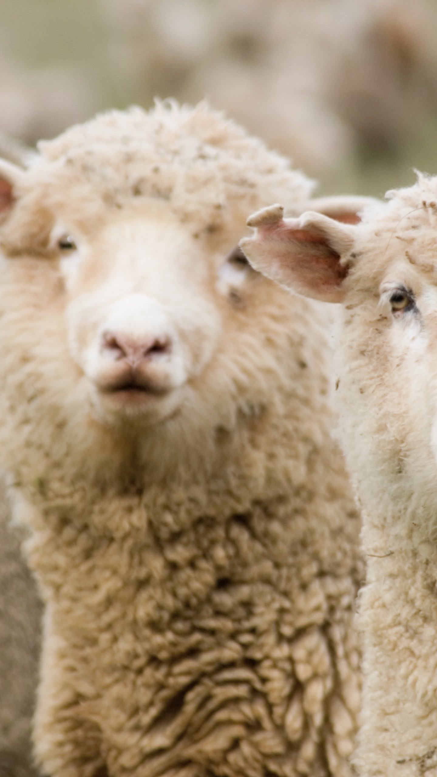 Animal Sheep Wallpaper Sc Smartphone