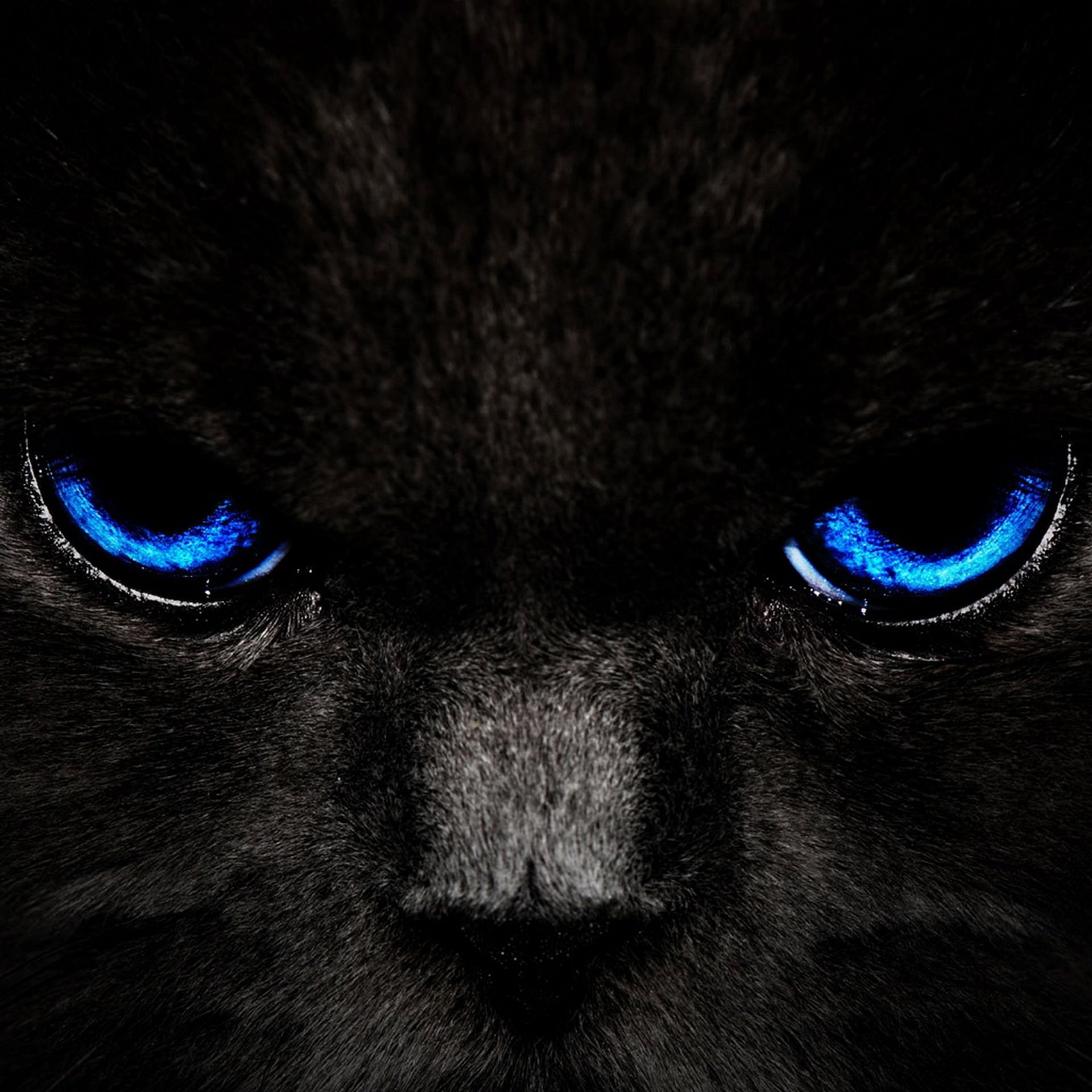  Kucing  kucing  hitam  wallpaper  sc Android