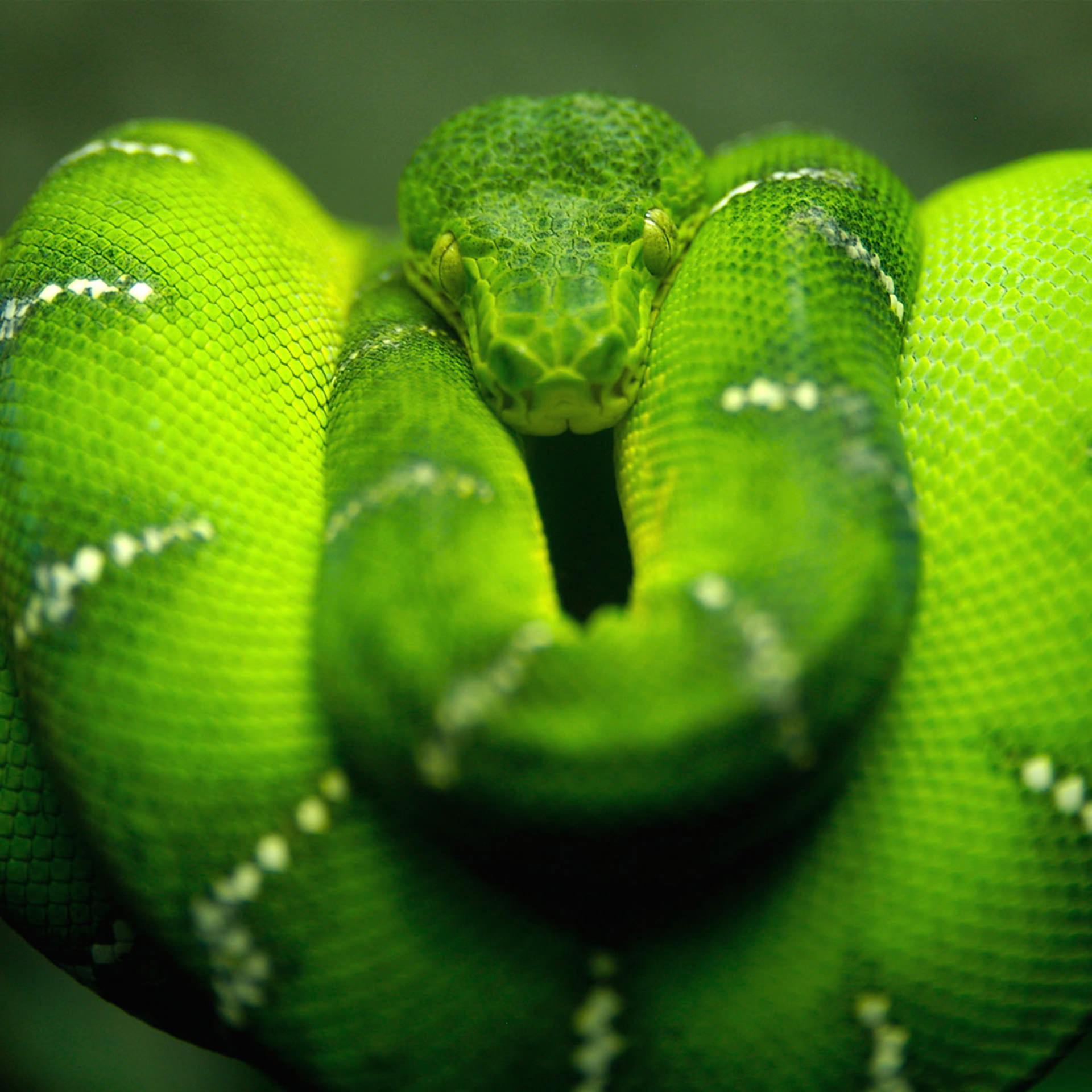 動物蛇緑 Wallpaper Sc スマホ壁紙