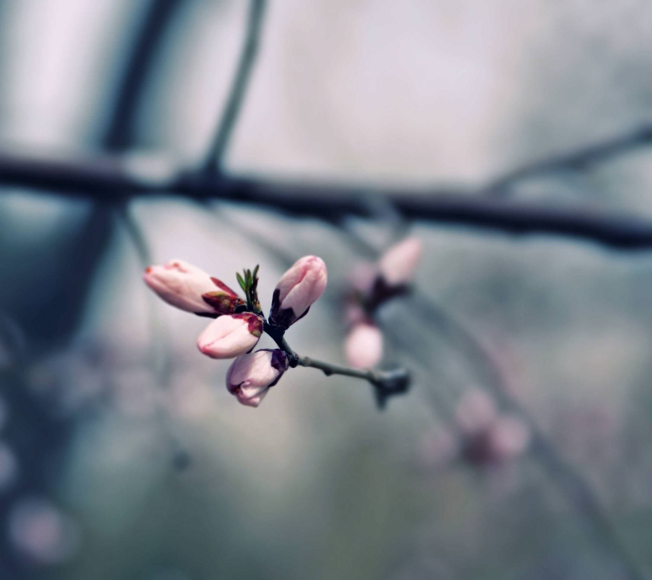 Весна Минимализм