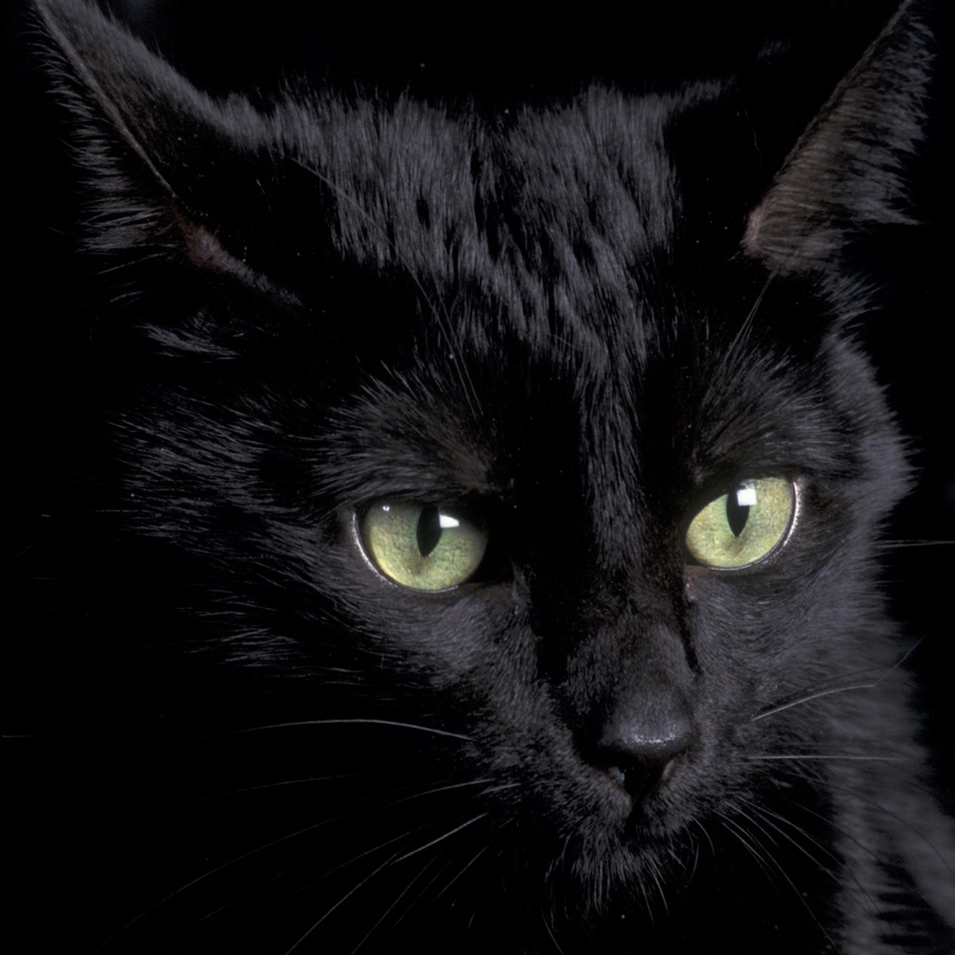 Black Cat | Wallpaper.sc Smartphone