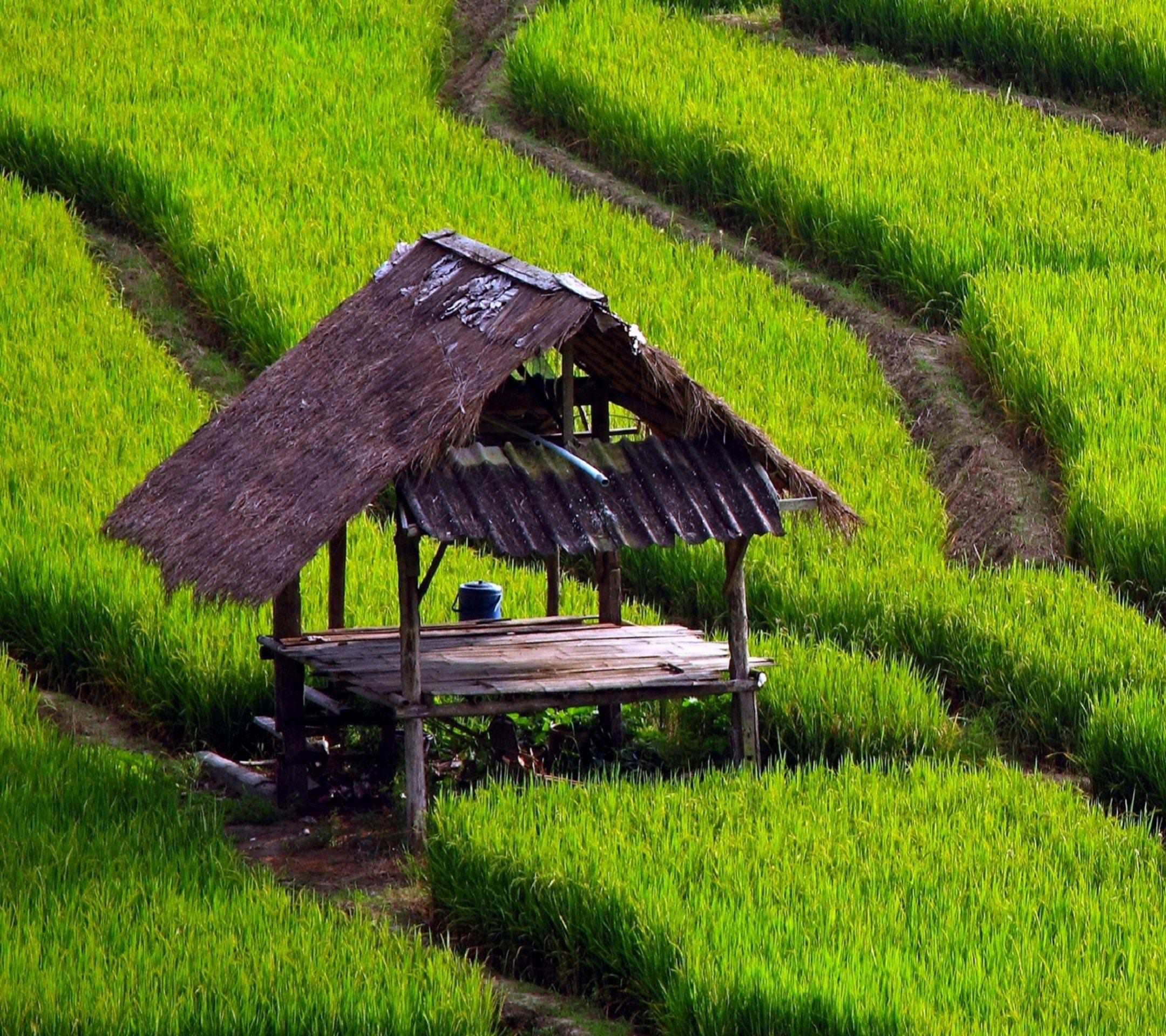 pemandangan di sawah padi