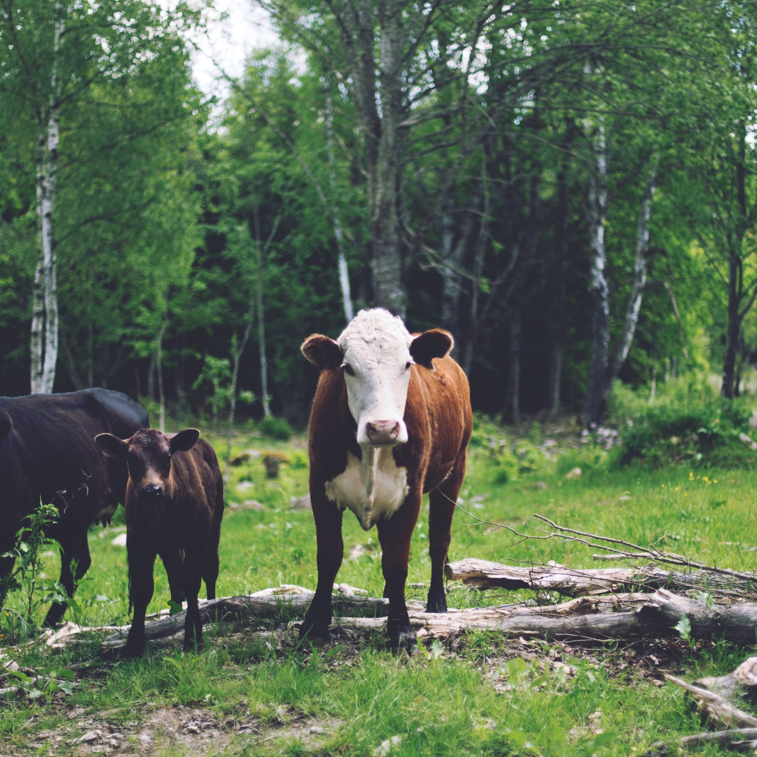 Landscape forest animal cattle | wallpaper.sc iPad