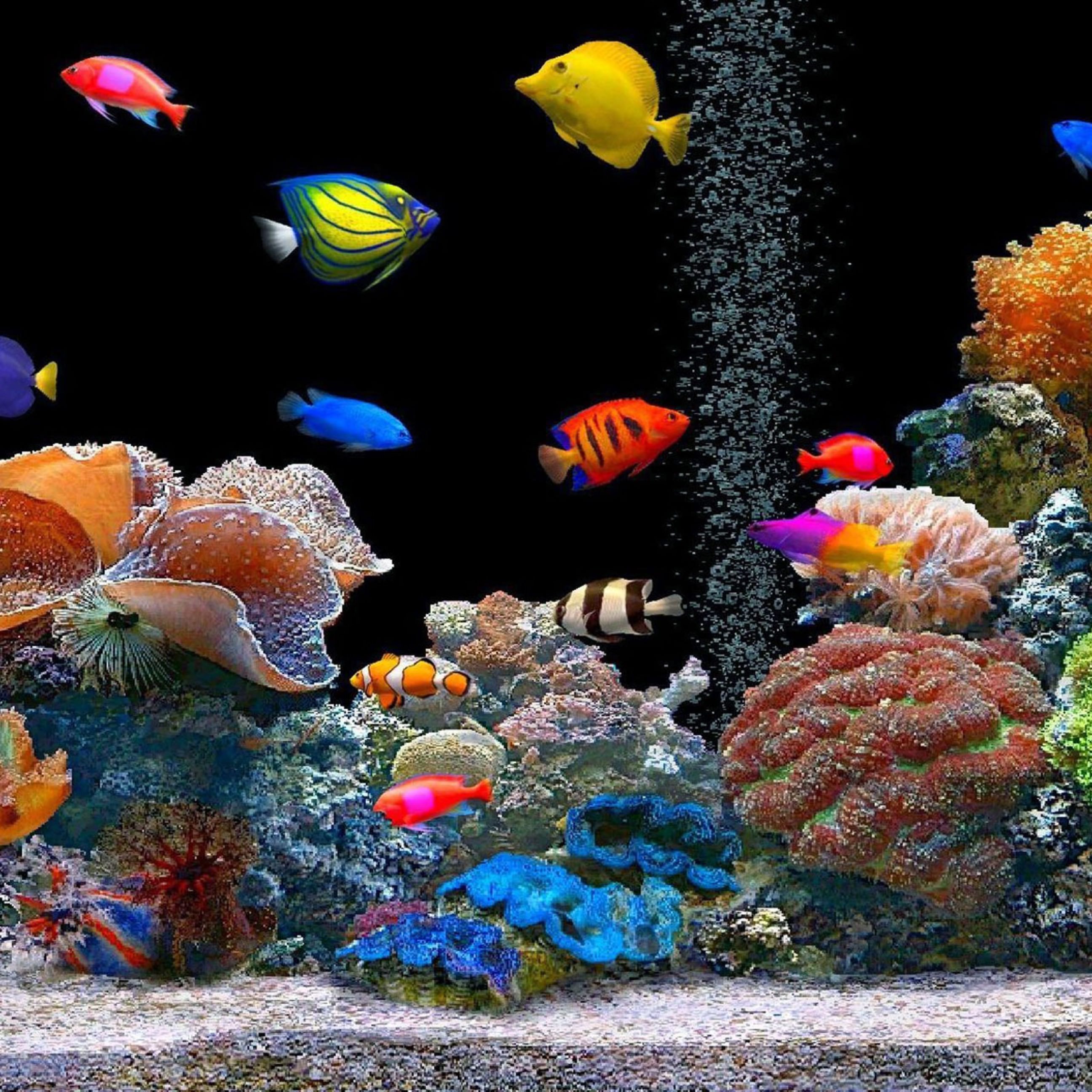 wallpaper desktop ikan bergerak