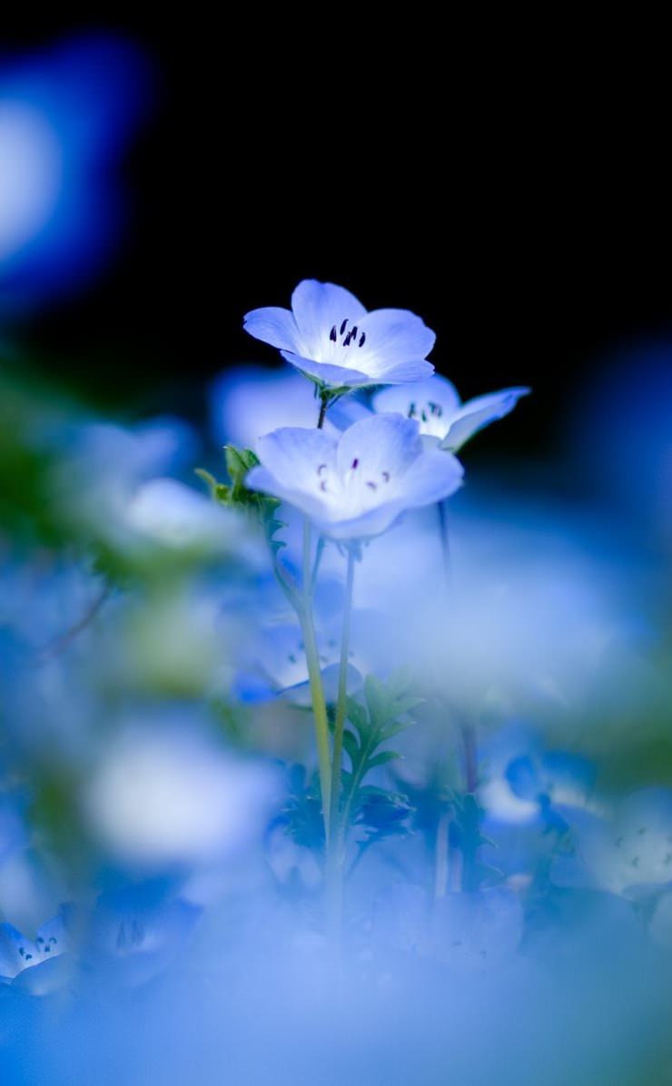 Natural Flower Blue Wallpaper Sc Iphone4s