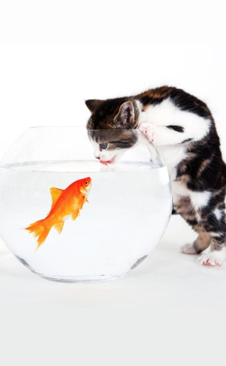 Cat Goldfish Wallpaper Sc Iphone4s