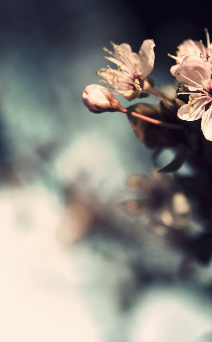 Natural flower white | wallpaper.sc iPhone4s