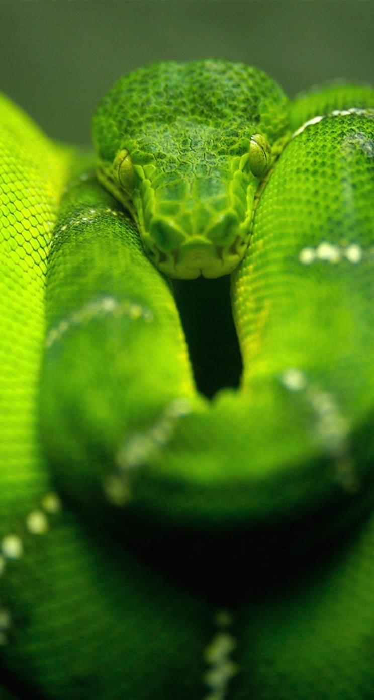 動物蛇緑 Wallpaper Sc Iphone5s Se壁紙