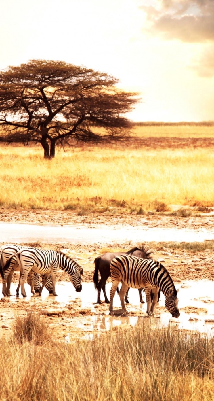Pemandangan Hewan Zebra Wallpaper Sc Iphonese 5s