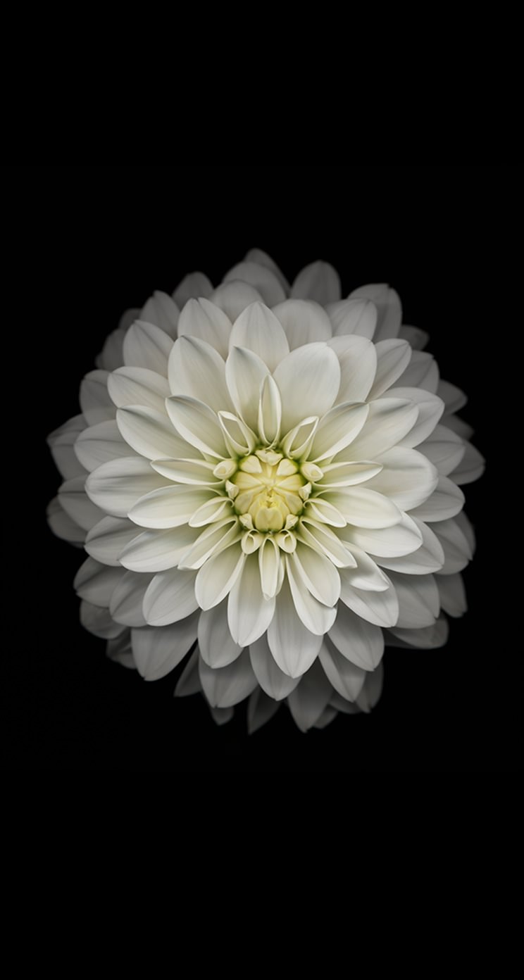 flower wallpapers for iphone 5