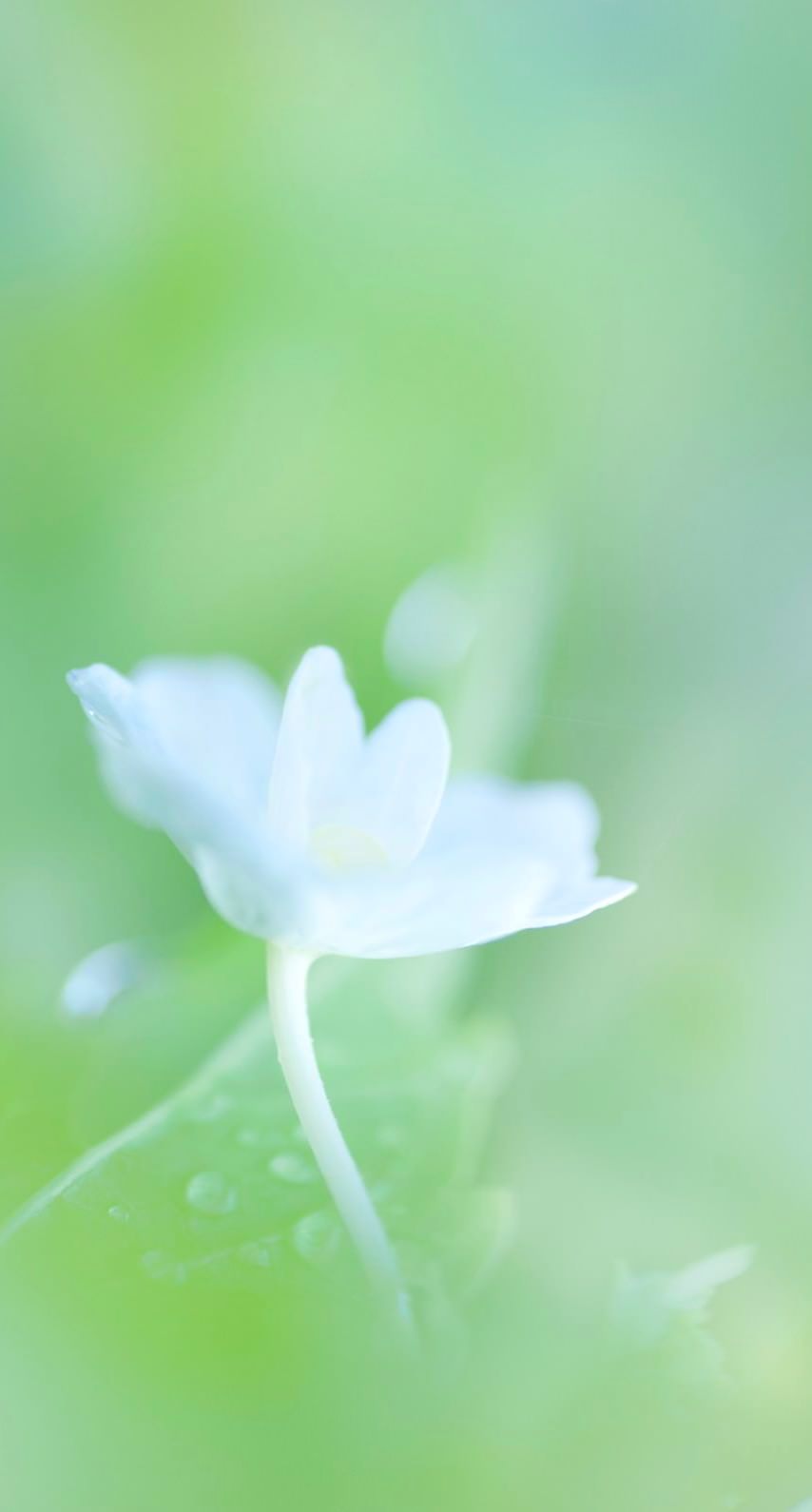 Natural Flower White Wallpaper Sc Iphone6s