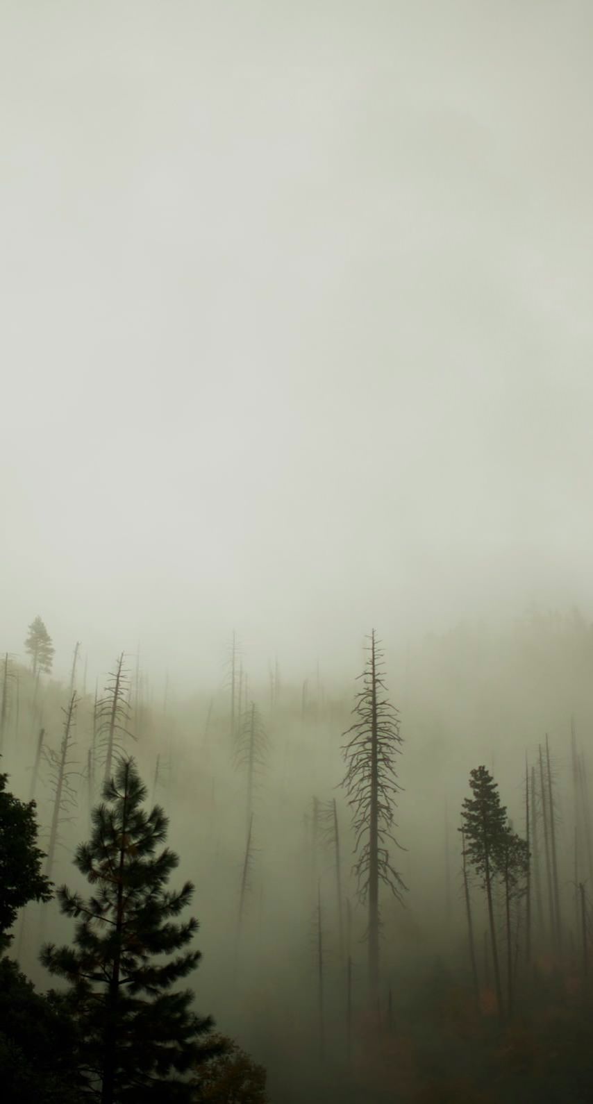 paisaje de bosque oscuro  iPhone6s