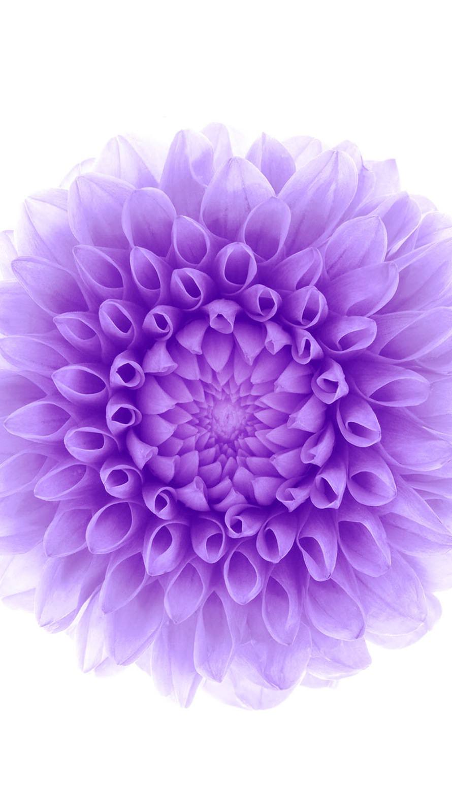 人気のダウンロード 紫花壁紙iphone