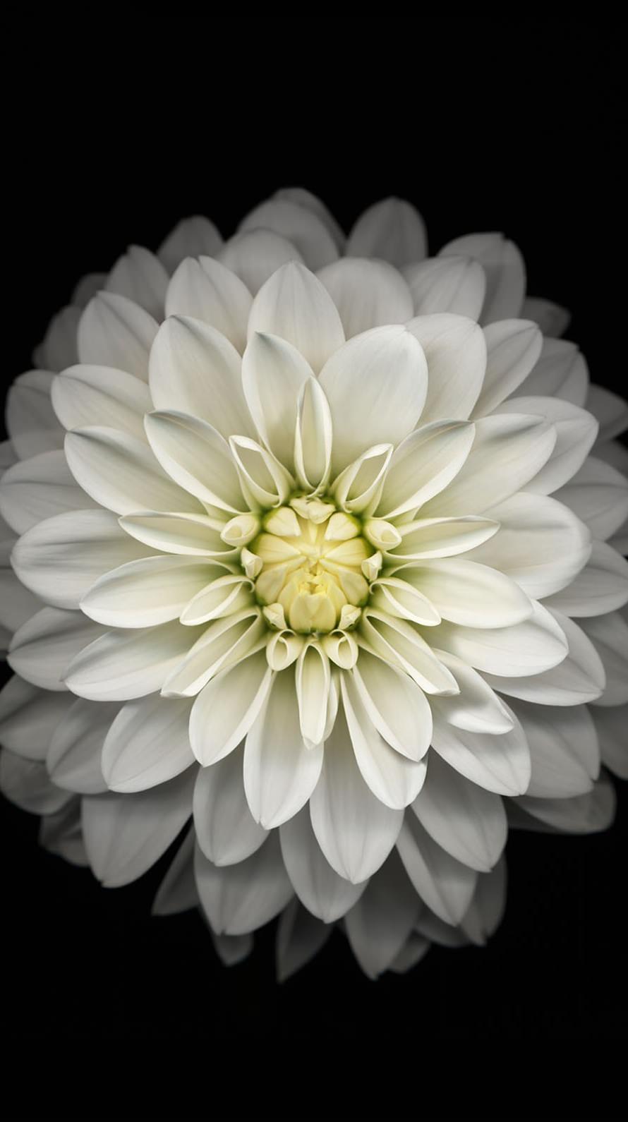 Flower Black And White Wallpaper Sc Iphone6s