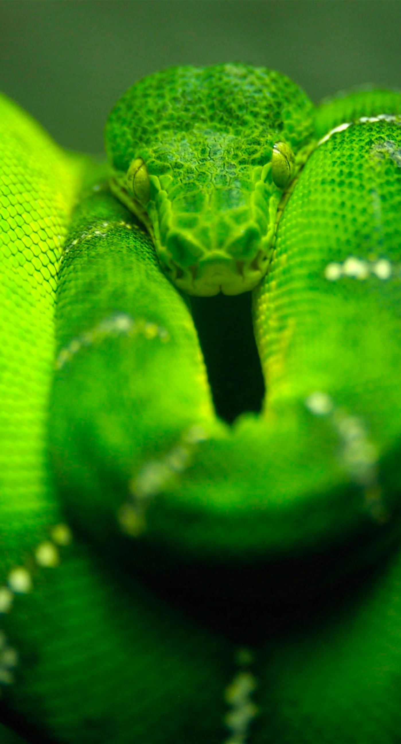 動物蛇緑 Wallpaper Sc Iphone6splus壁紙